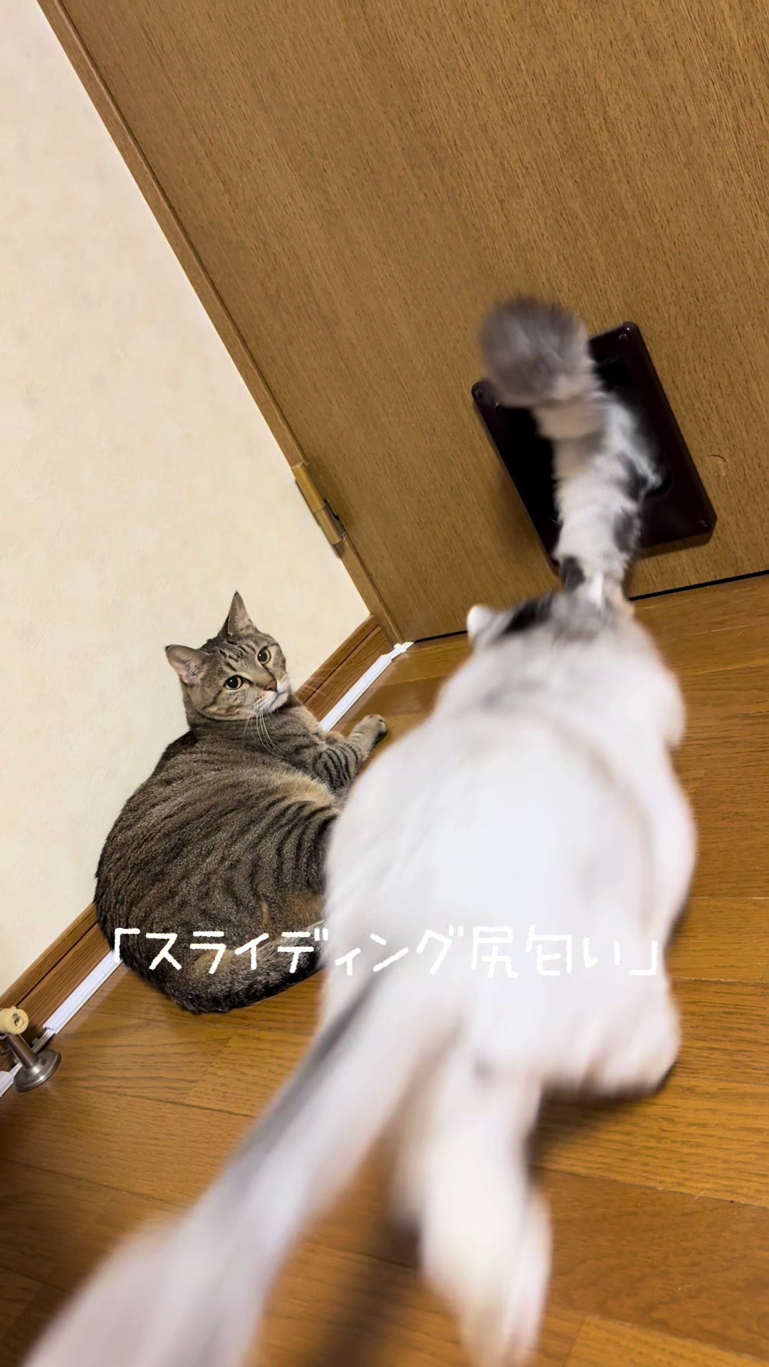 @ネコたまちゃんねる
