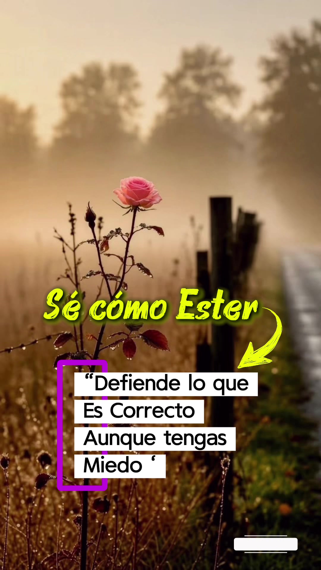@IrisMilagros 🌼🌸