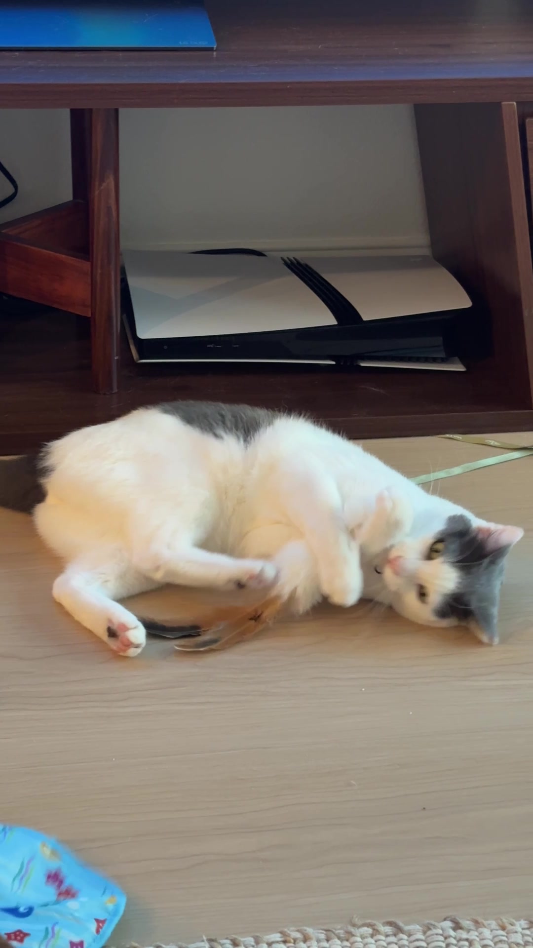 @Mimi Wawa Meow
