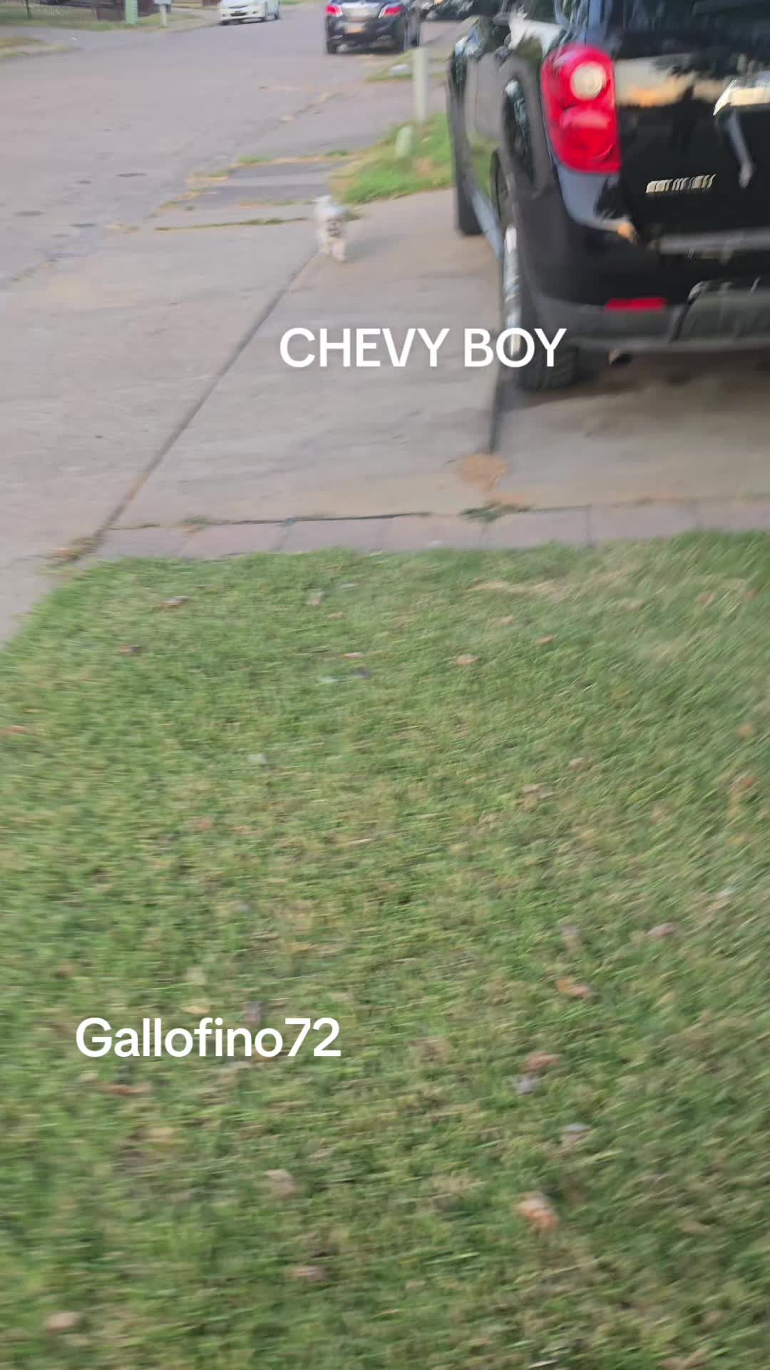 @ElGalloFino