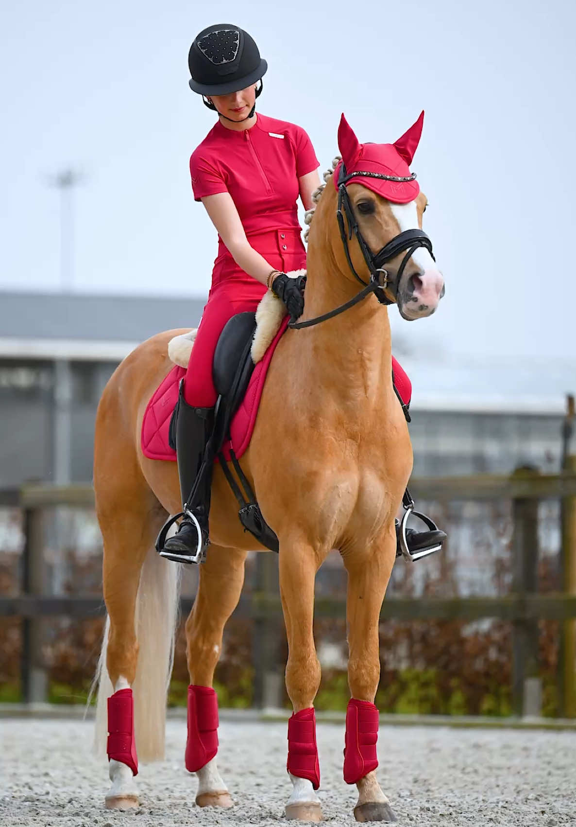 @Maximilian Equestrian