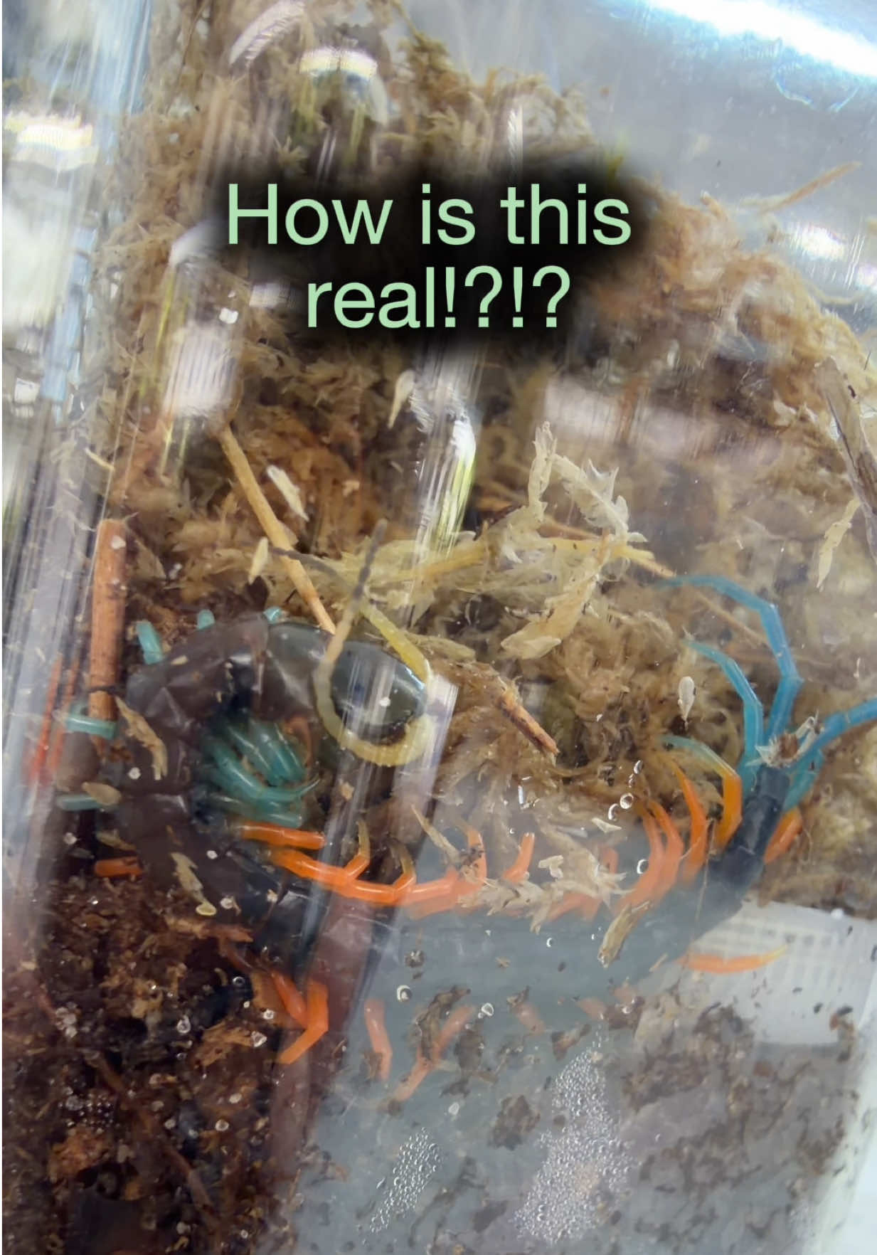 @Spider Conservatory