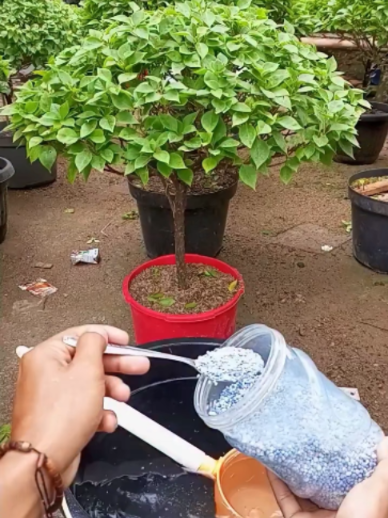 @Grow Garden | Plantas