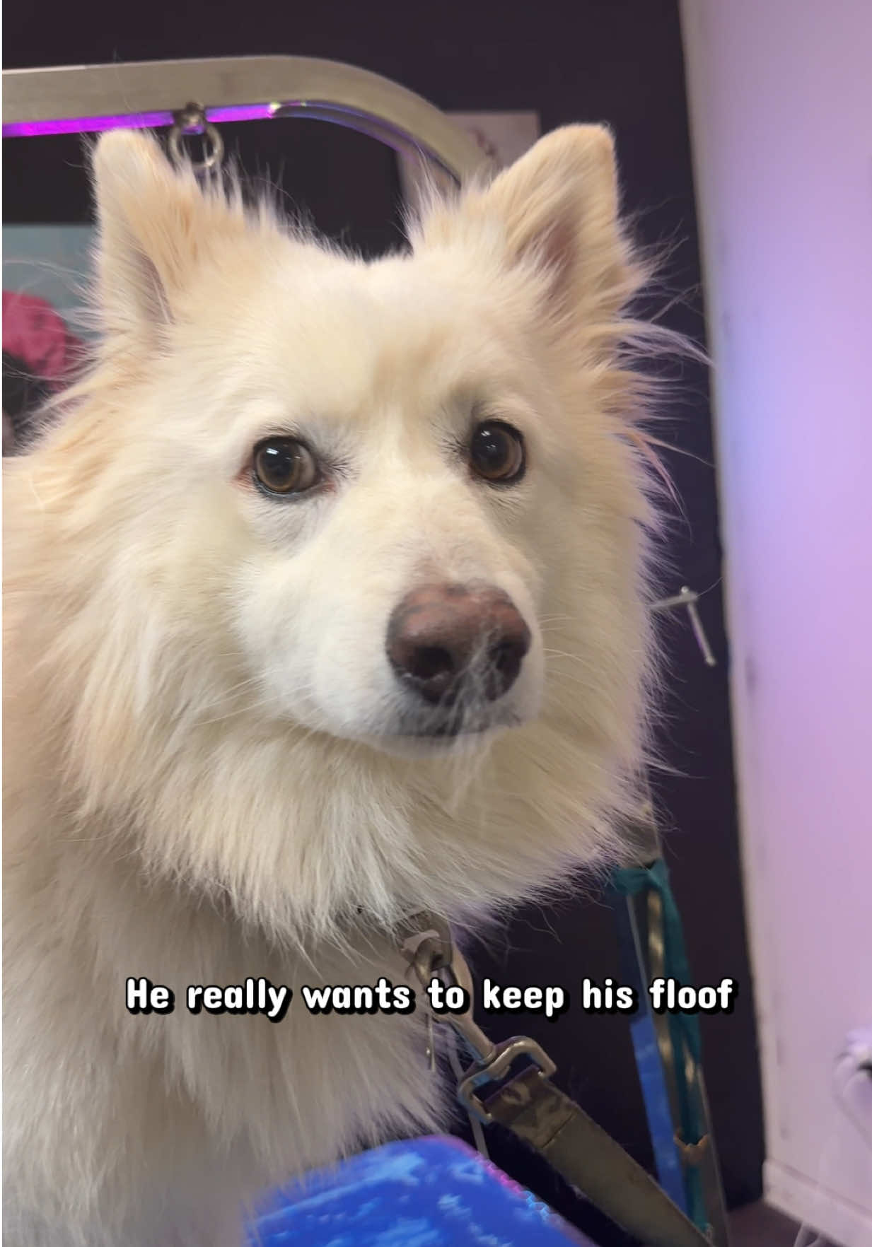 @DIRTY.PAWS.PETSALON