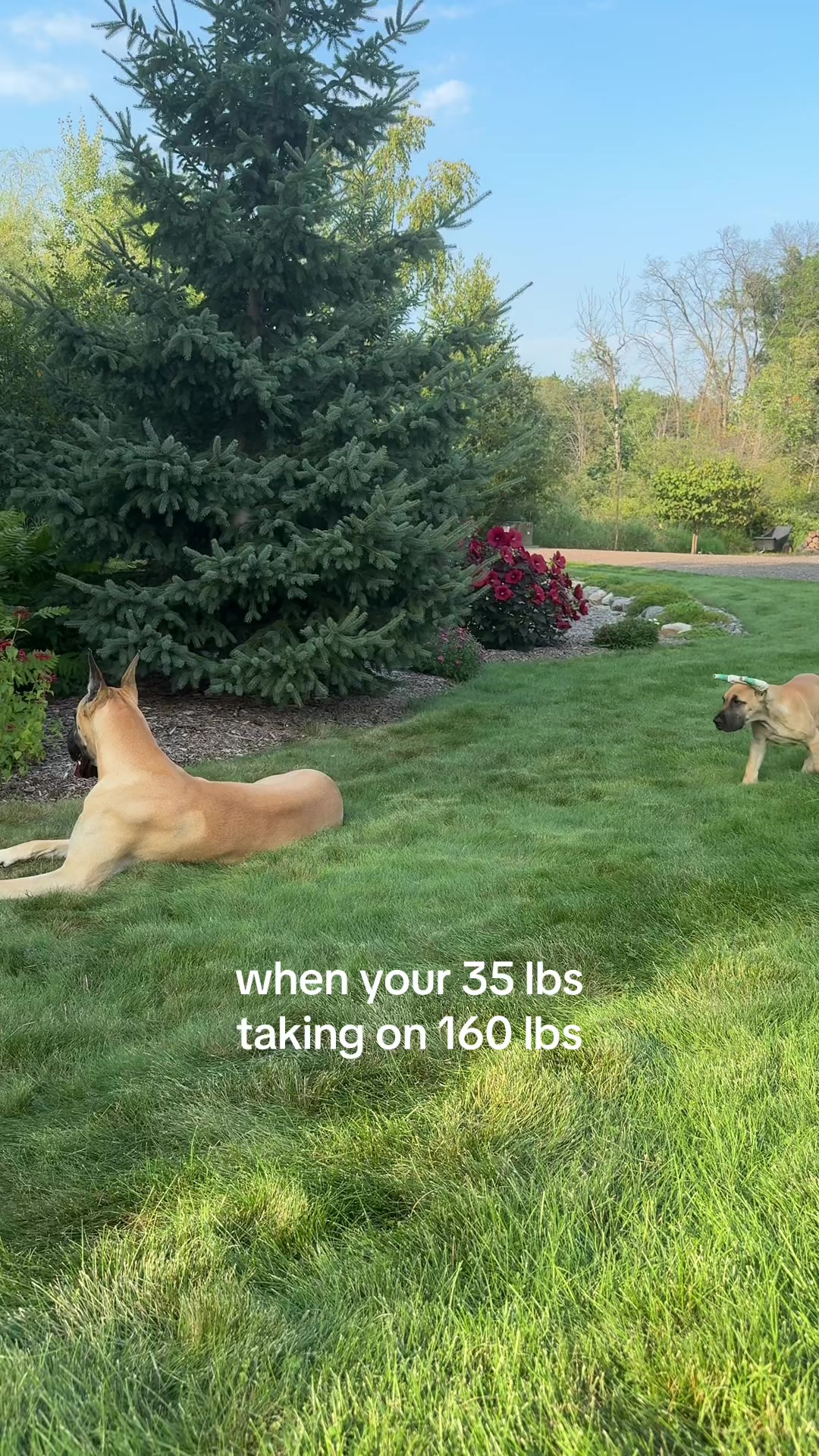 @Raising Riggs & Ripley
