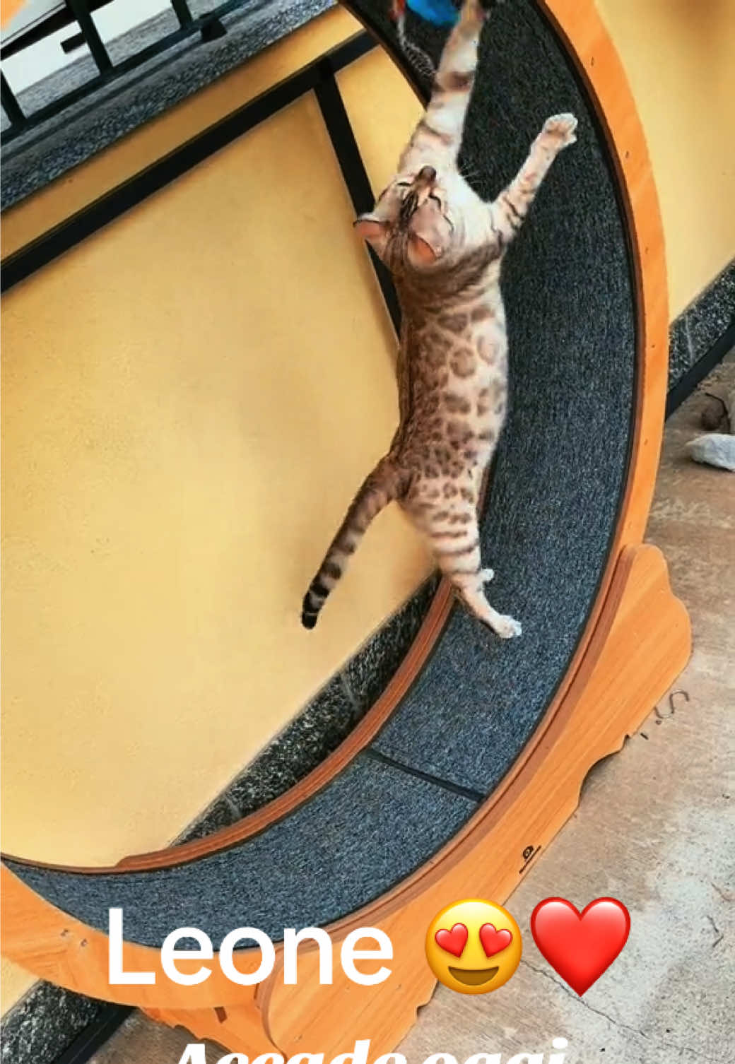 @🐱Alina ♐️