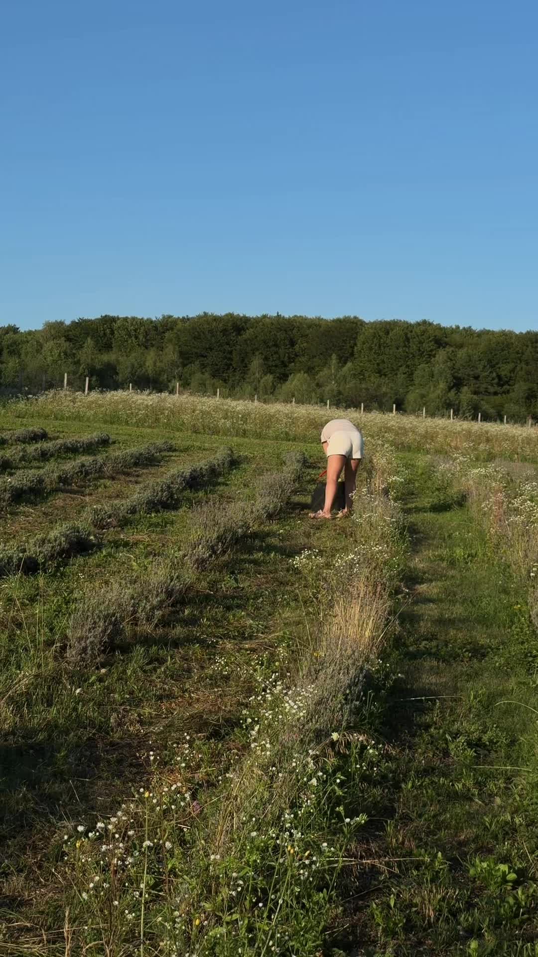 @Лавандові пагорби 😍