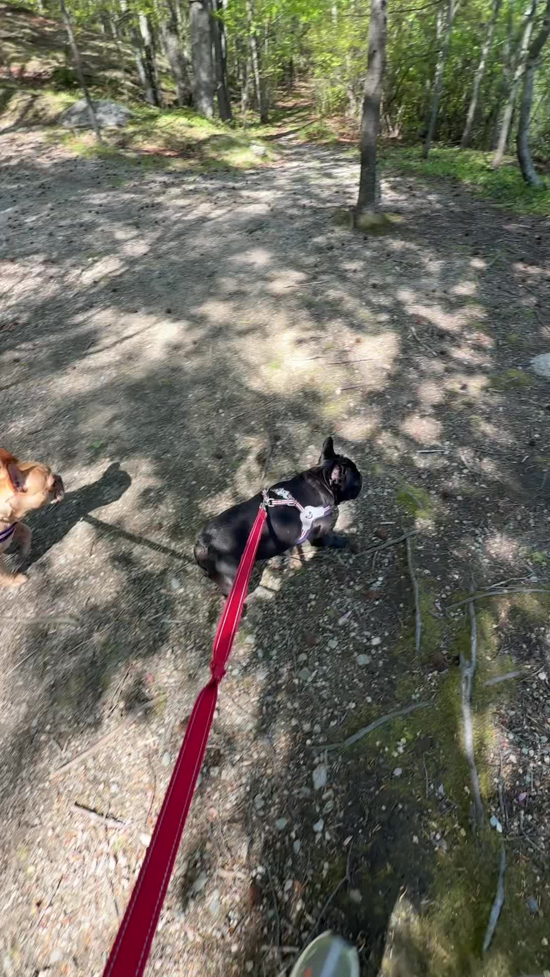 @PawsOnTrailsCT