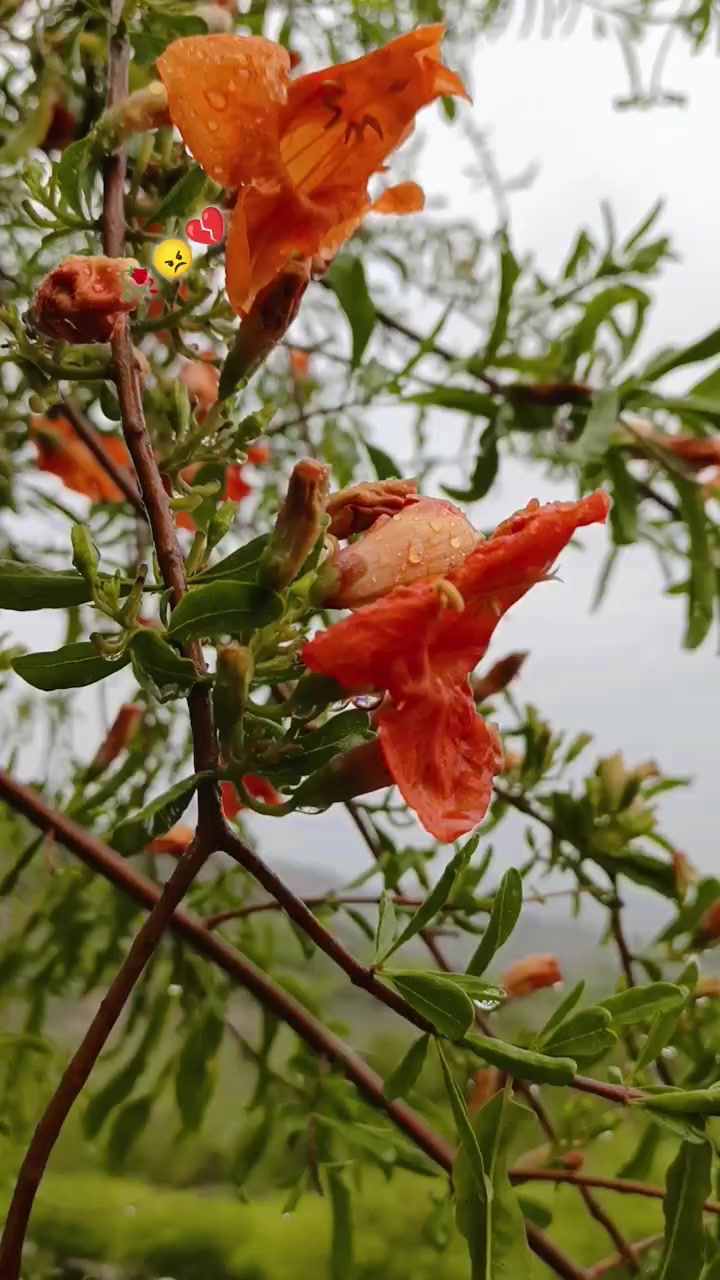 @Wasi_Mohmand