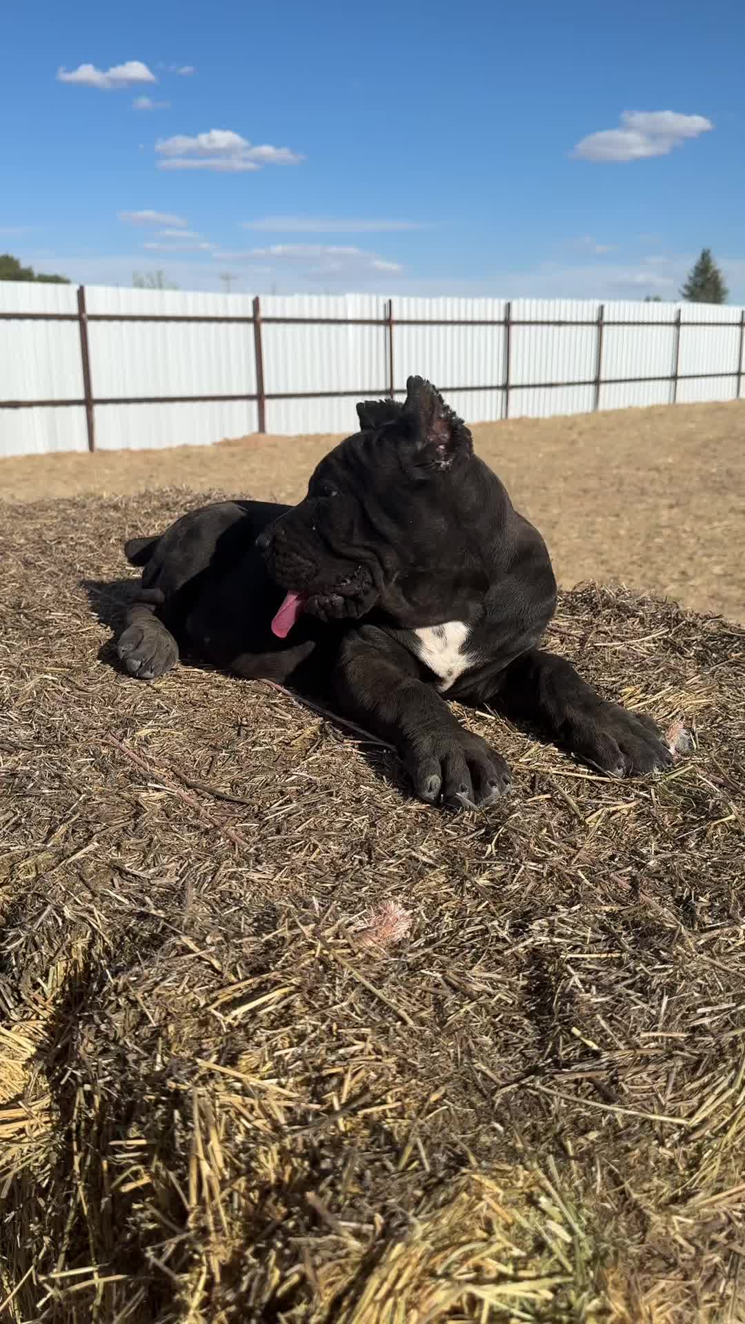 @canecorsoblackguardianz