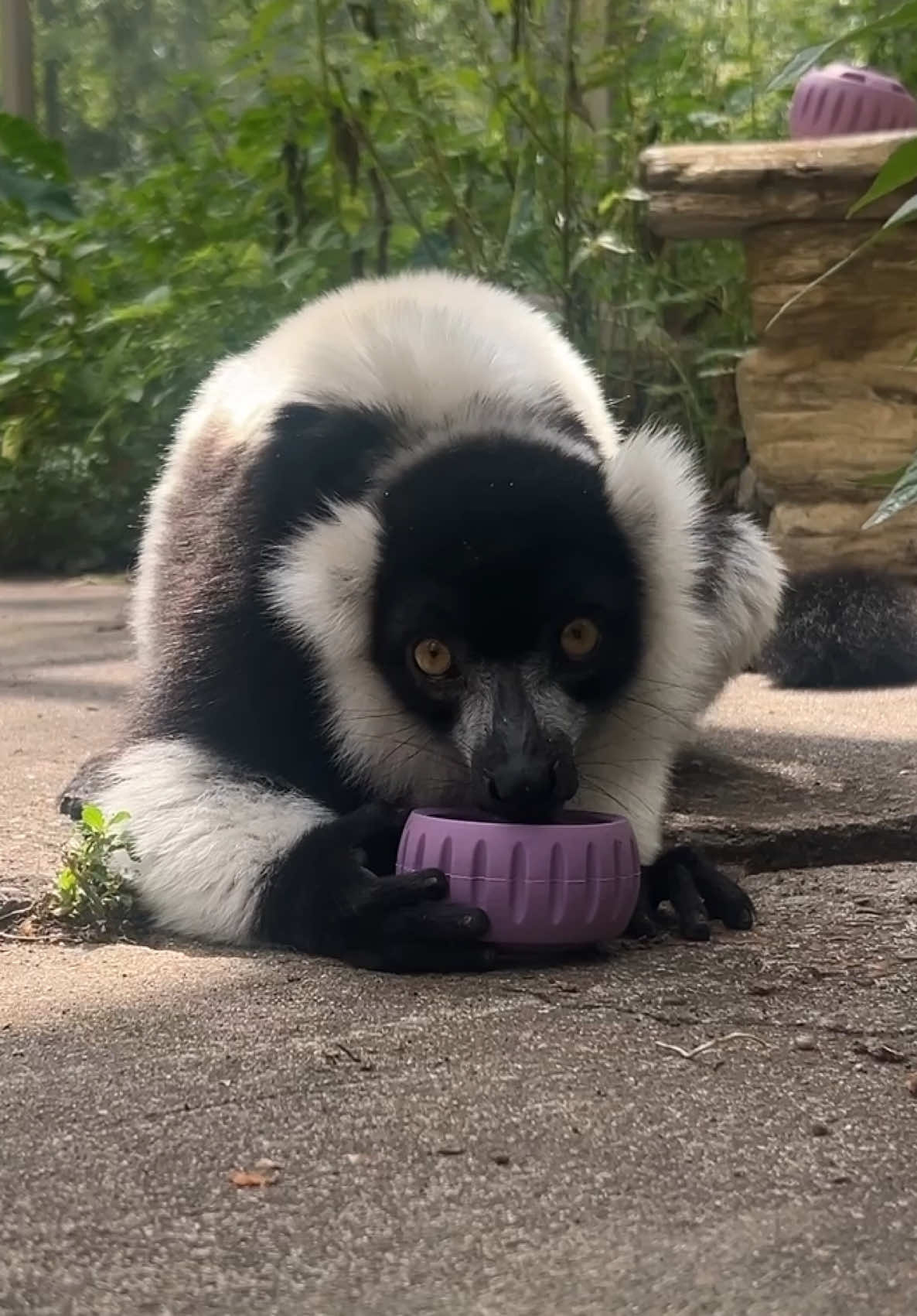 @memphiszoo