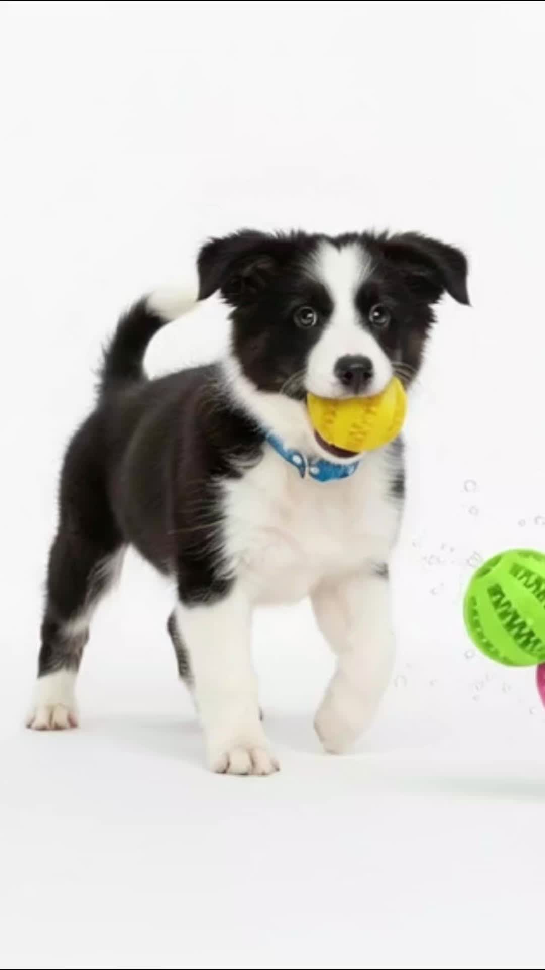 @B Love Pets