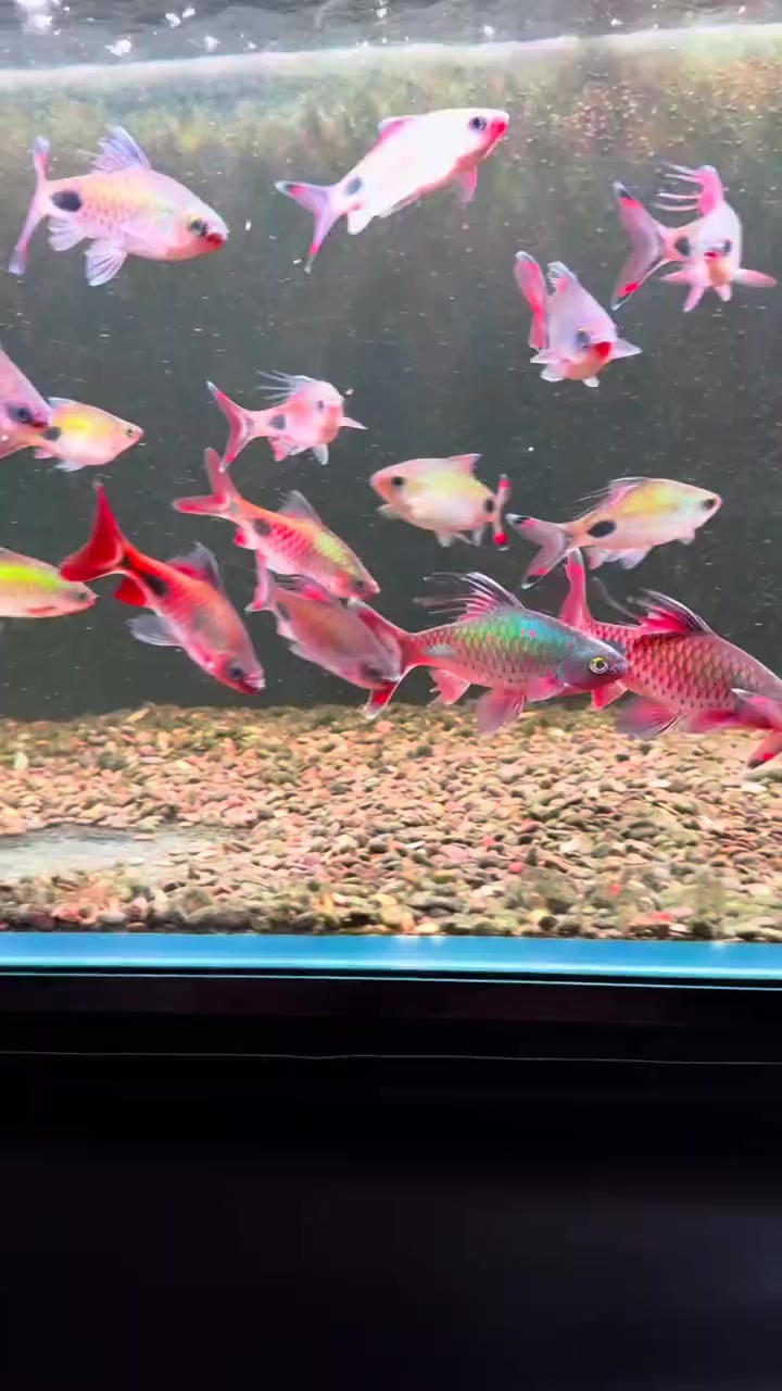 @Long chơi  hồng mi b&oacute;ng đ&ecirc;m 🦈