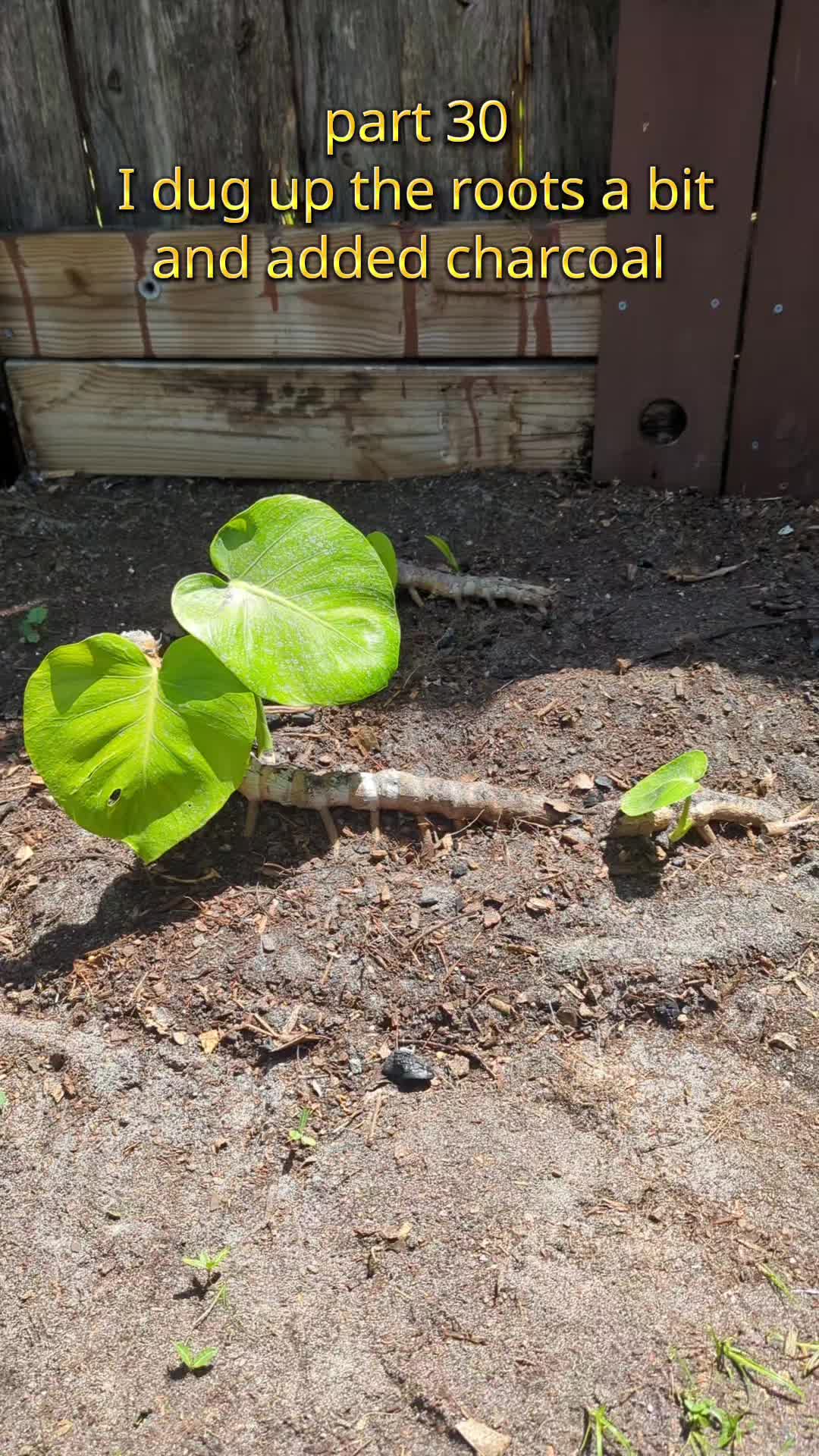 @Monstera Man