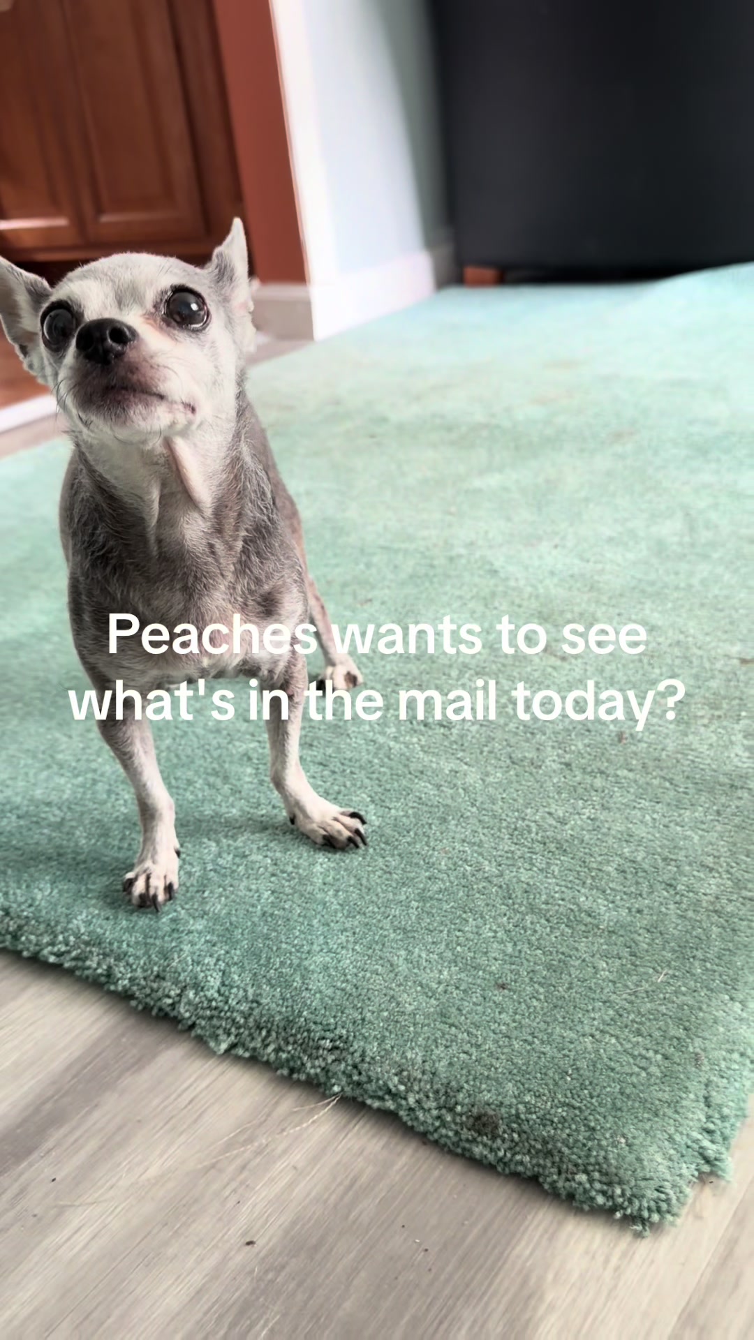 @Peaches🍑🐾