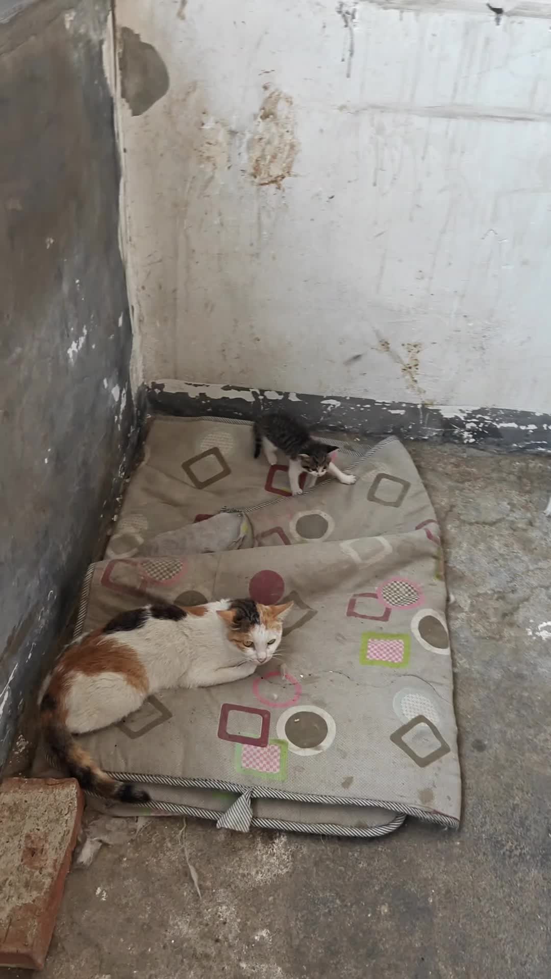@Stray Cat Talkz