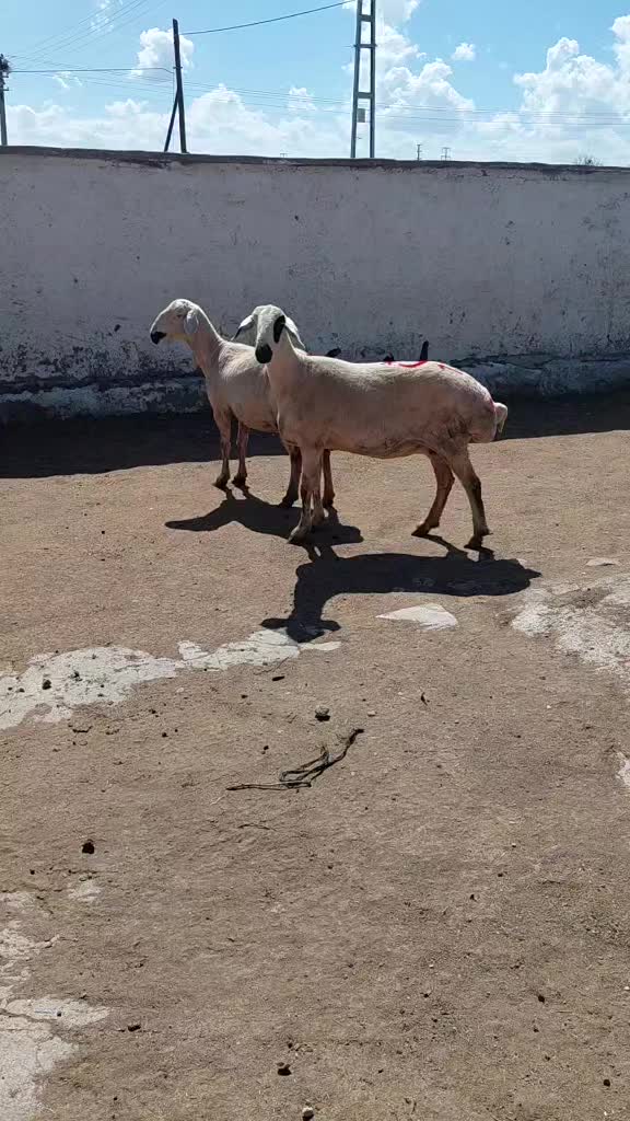 @Ramazan G&uuml;ltekin