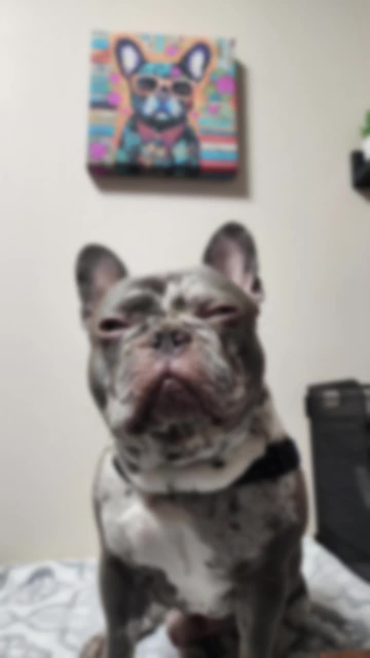 @Dexter207Frenchie