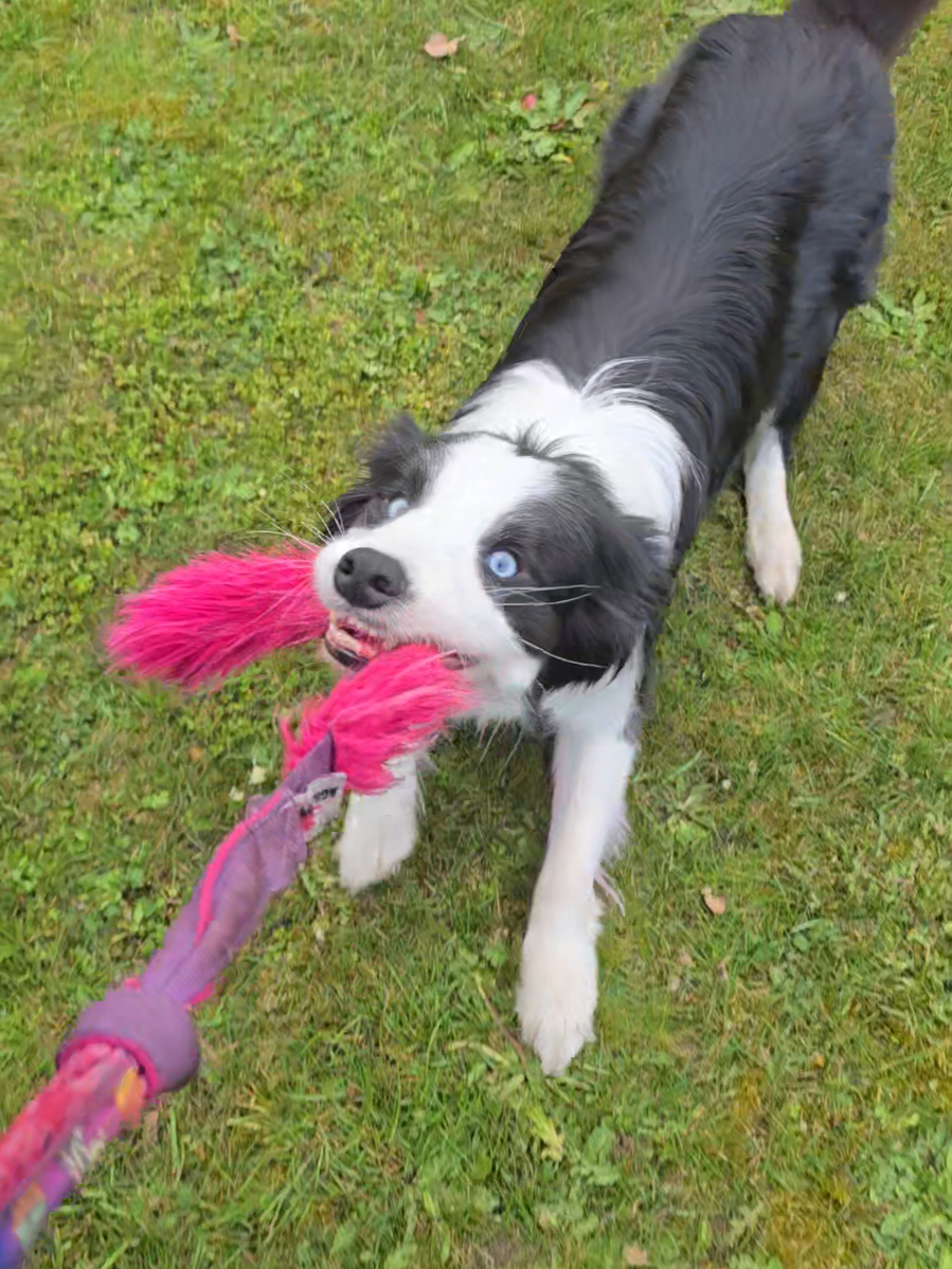 @Sup.Collies🧡💙