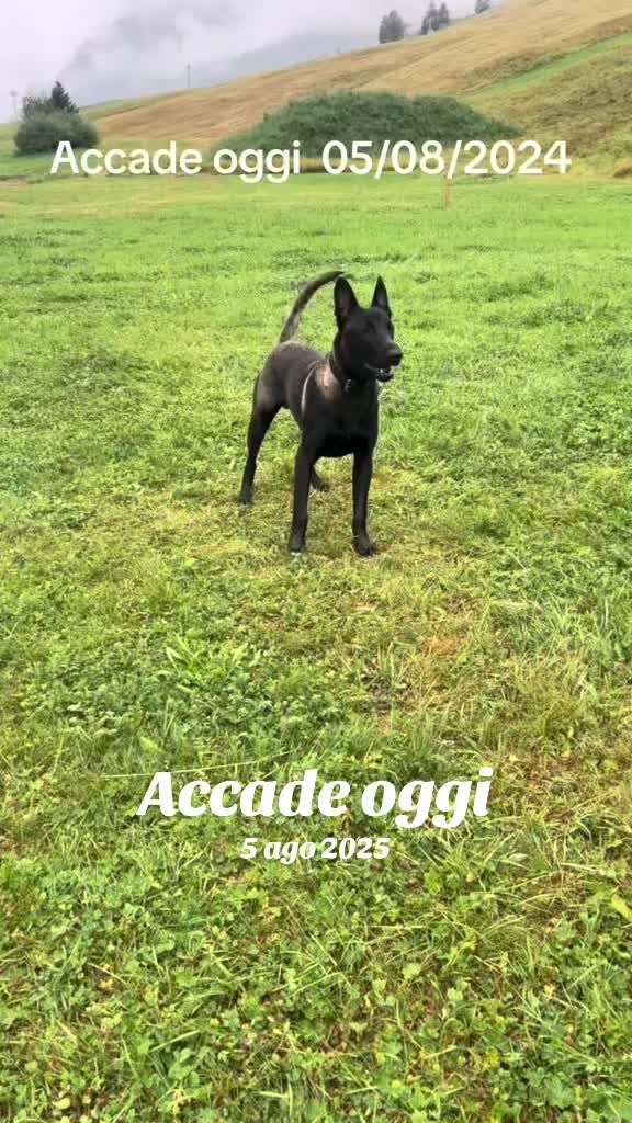 @ULLR&HEL Malinois
