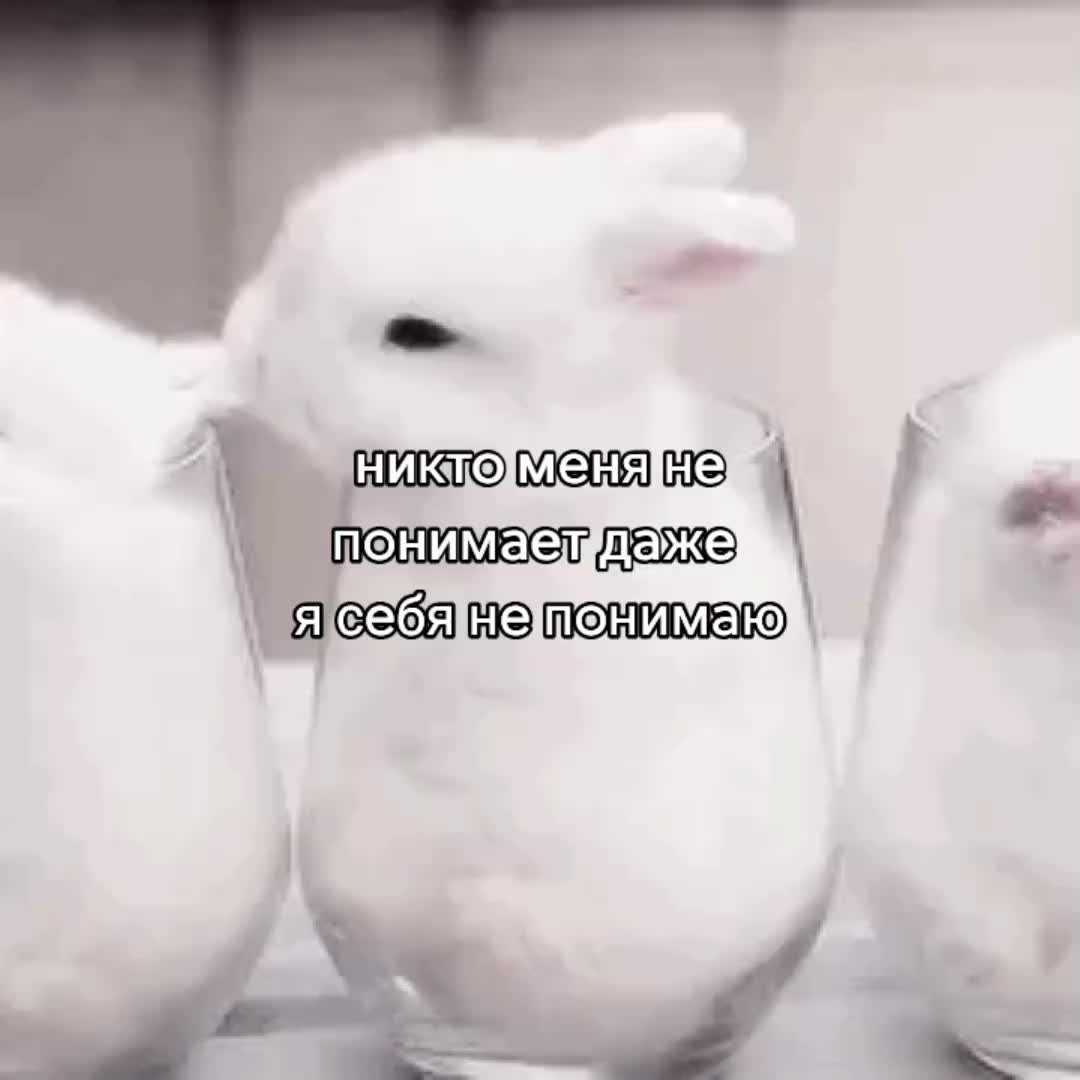 @мертвый кот