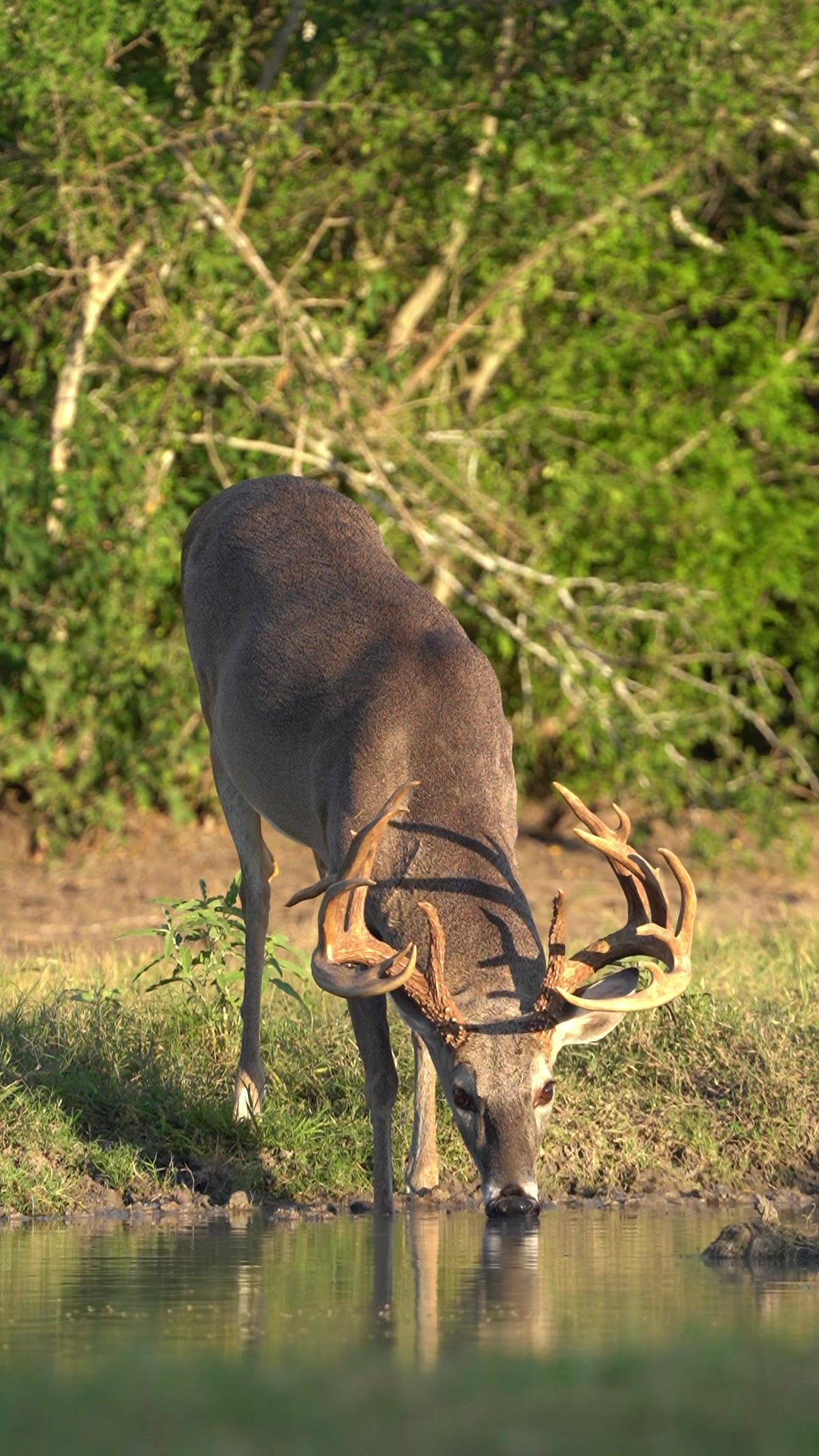 @South Texas Whitetails