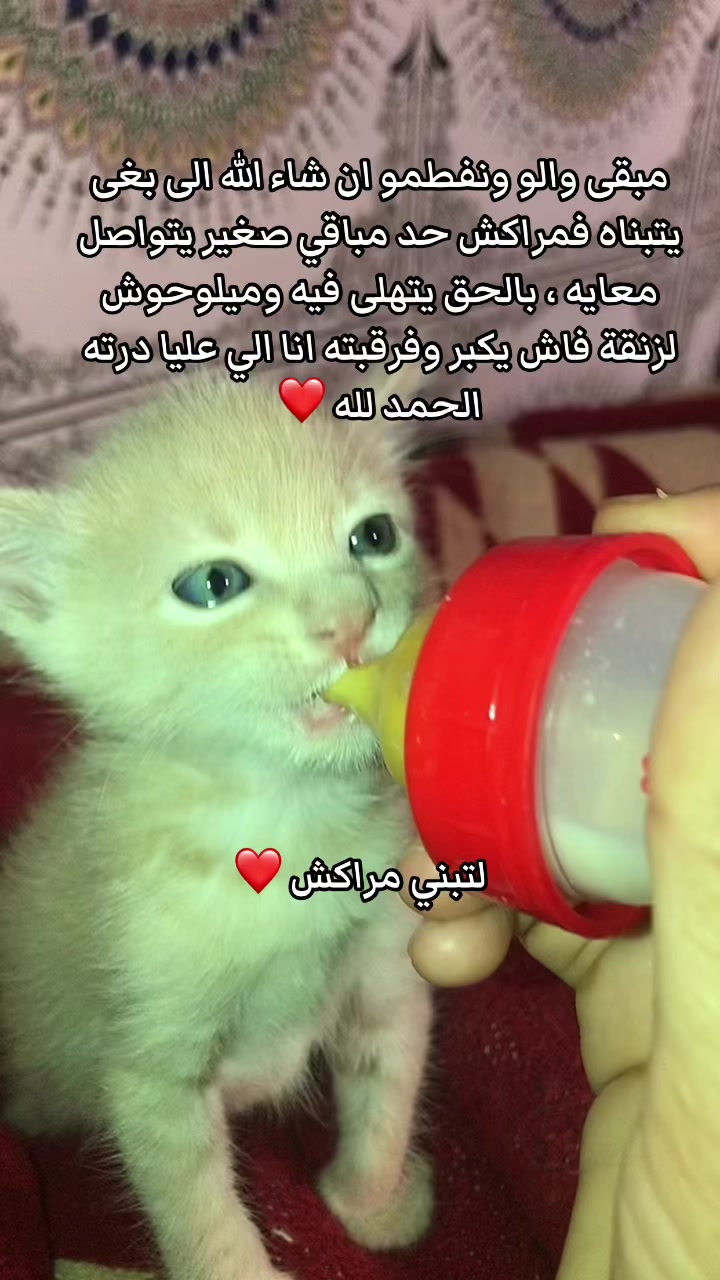 @๐๐ฑ Whiskers Rescue