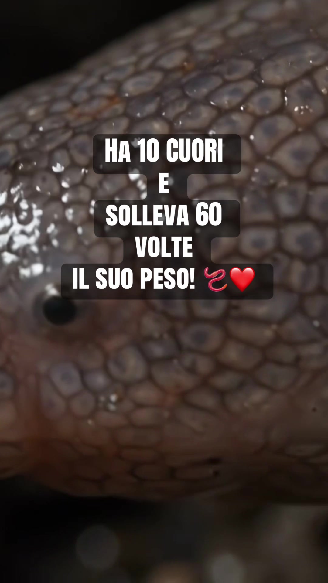 @AnimalAI