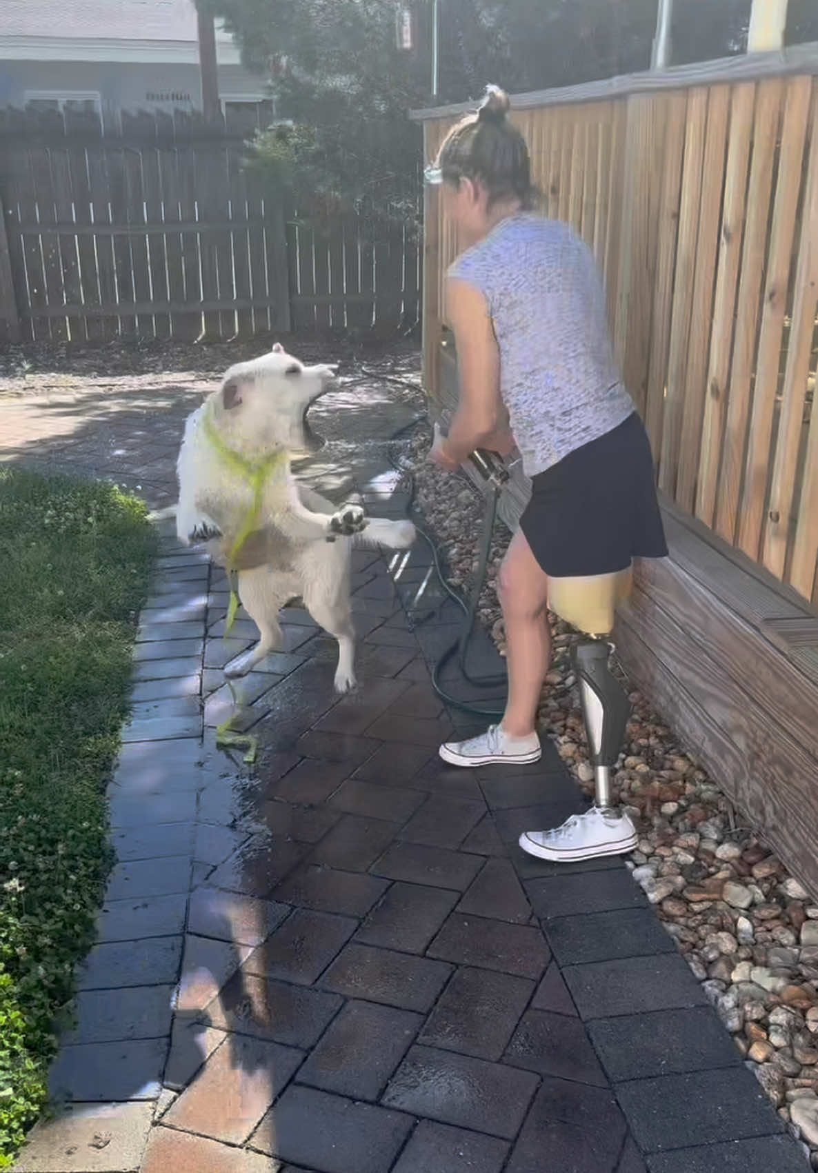 @pawsandamptics