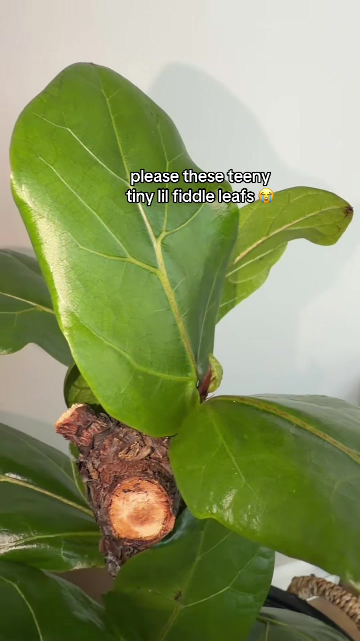 @Plantpusherr