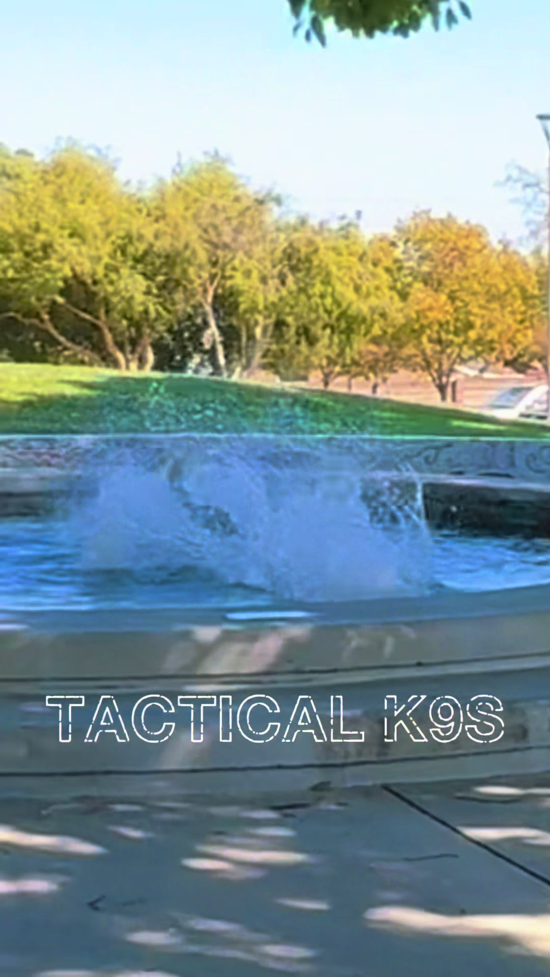 @Tactical K9s Dog Training