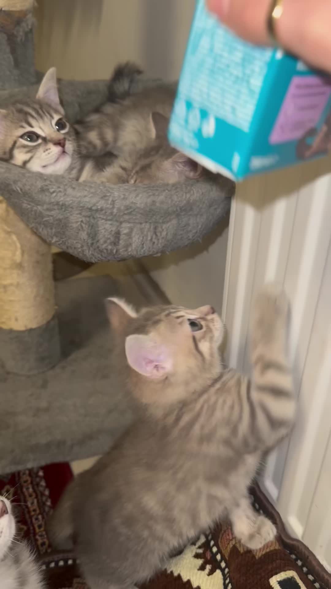 @katze