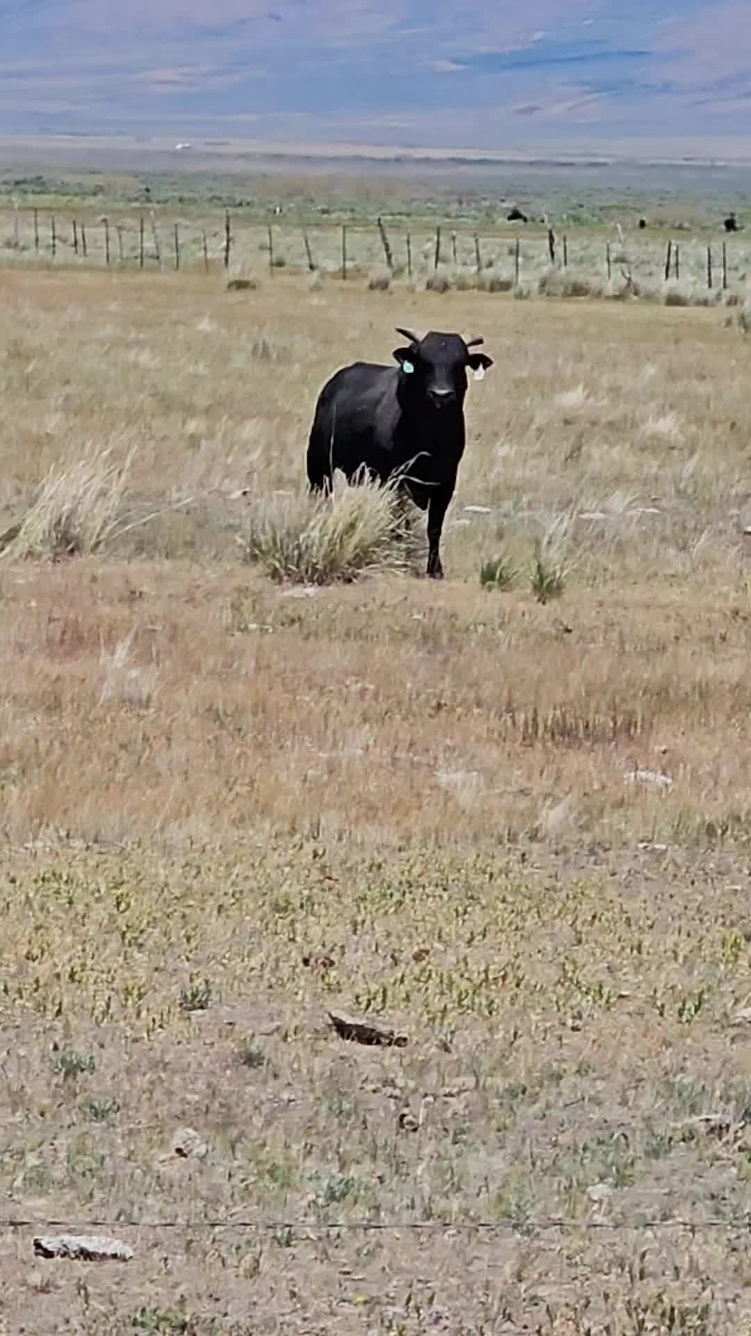 @B&G Bucking Bulls