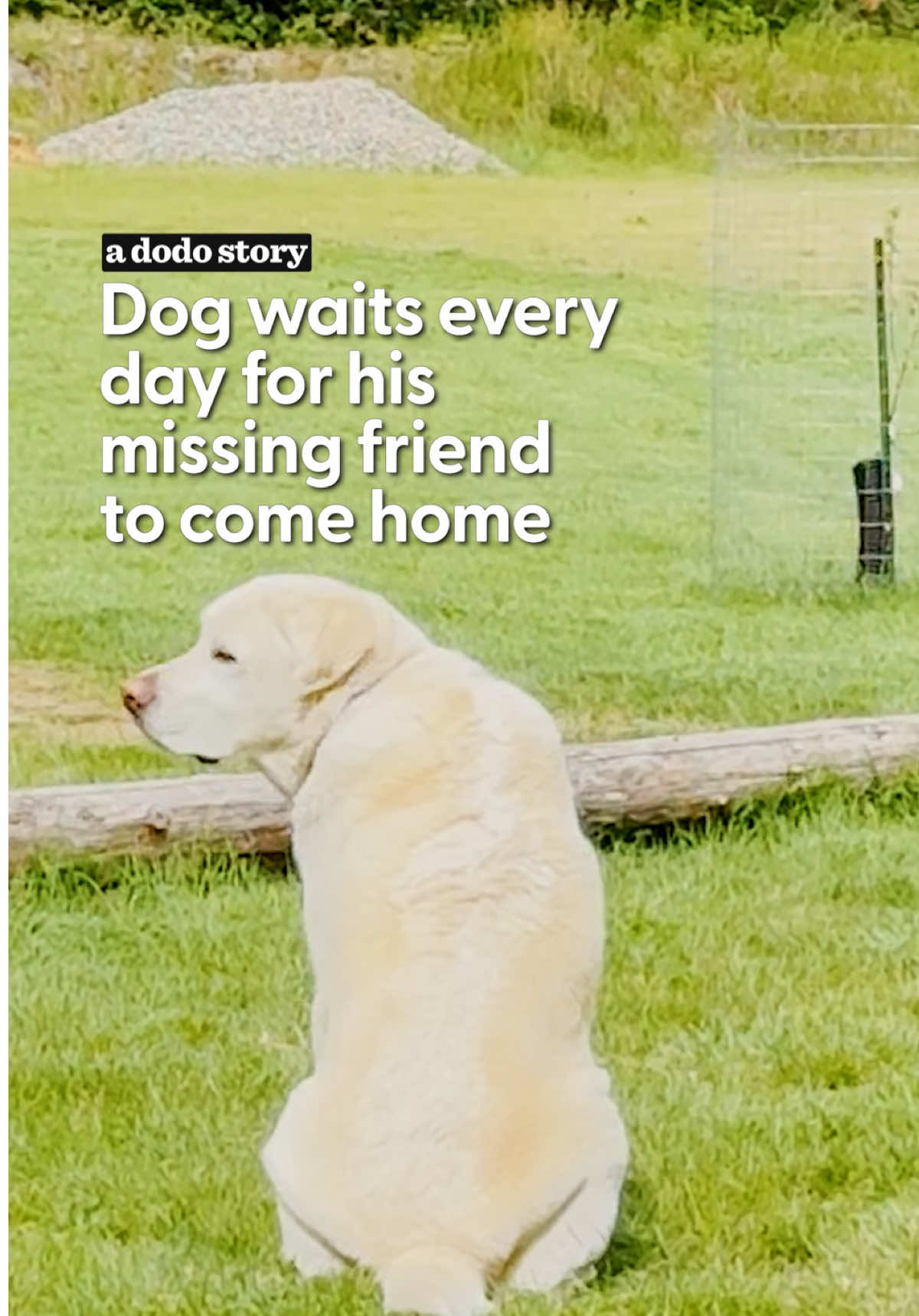 @The Dodo