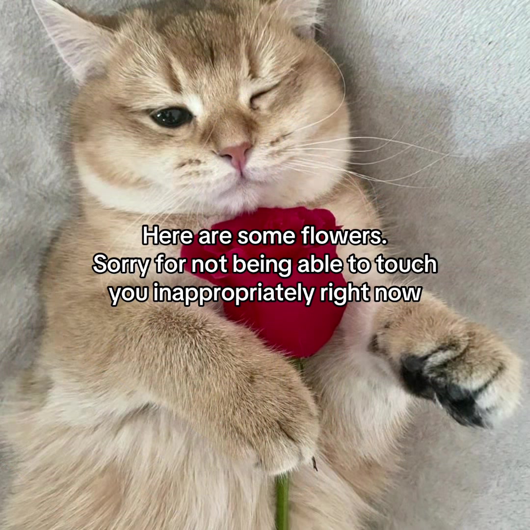 @Alice.cattok