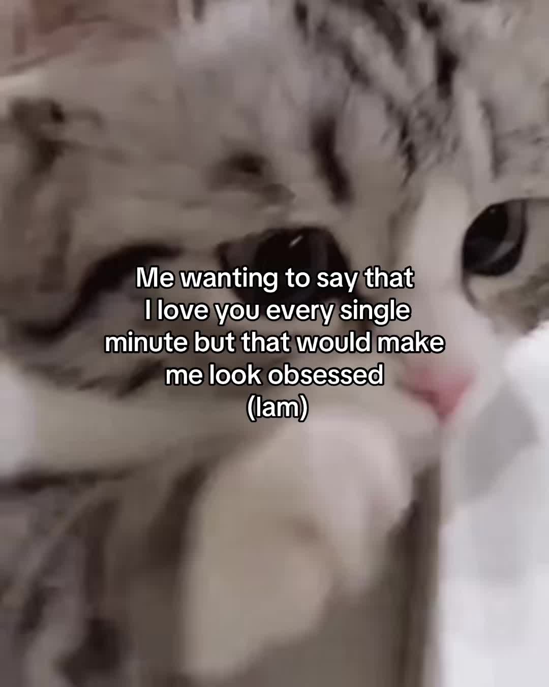 @Alice.cattok