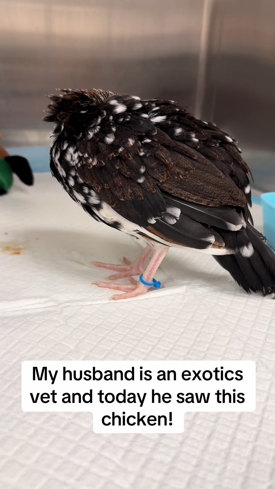 @ExoticsVetsWife