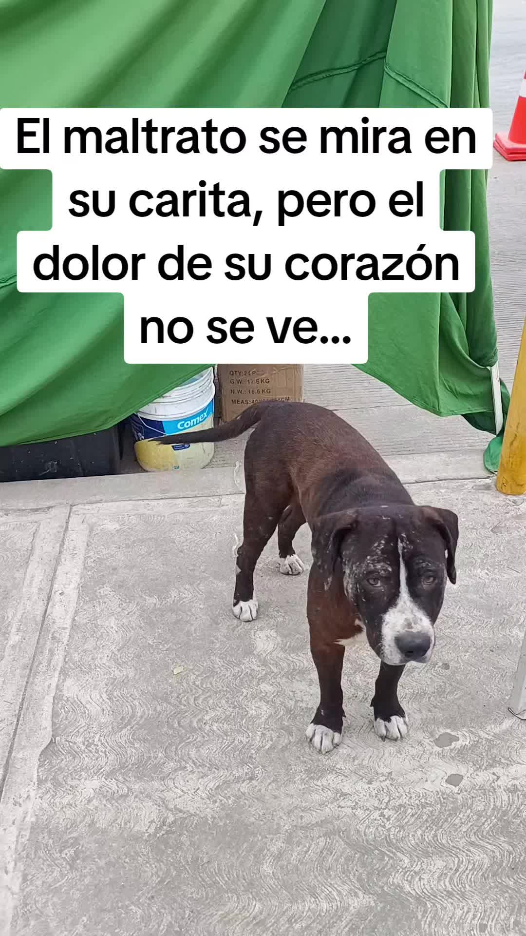 @El compita de los perros