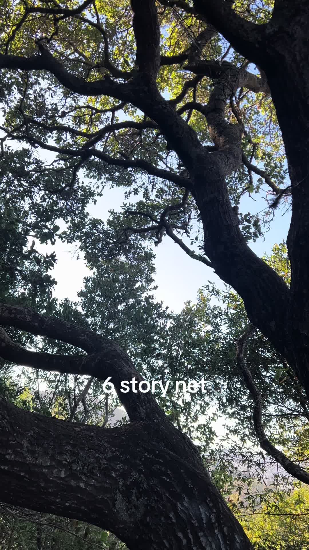 @marintreenets