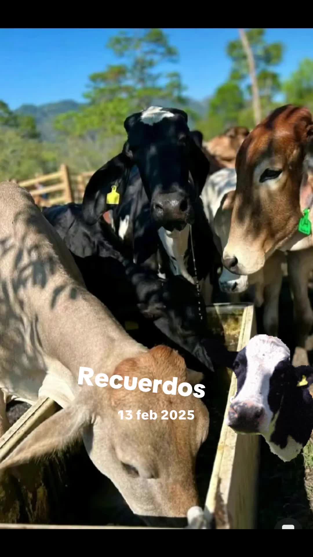@🐄&Aacute;lvarez 👊🏻Cheg&uuml;en👻🐸