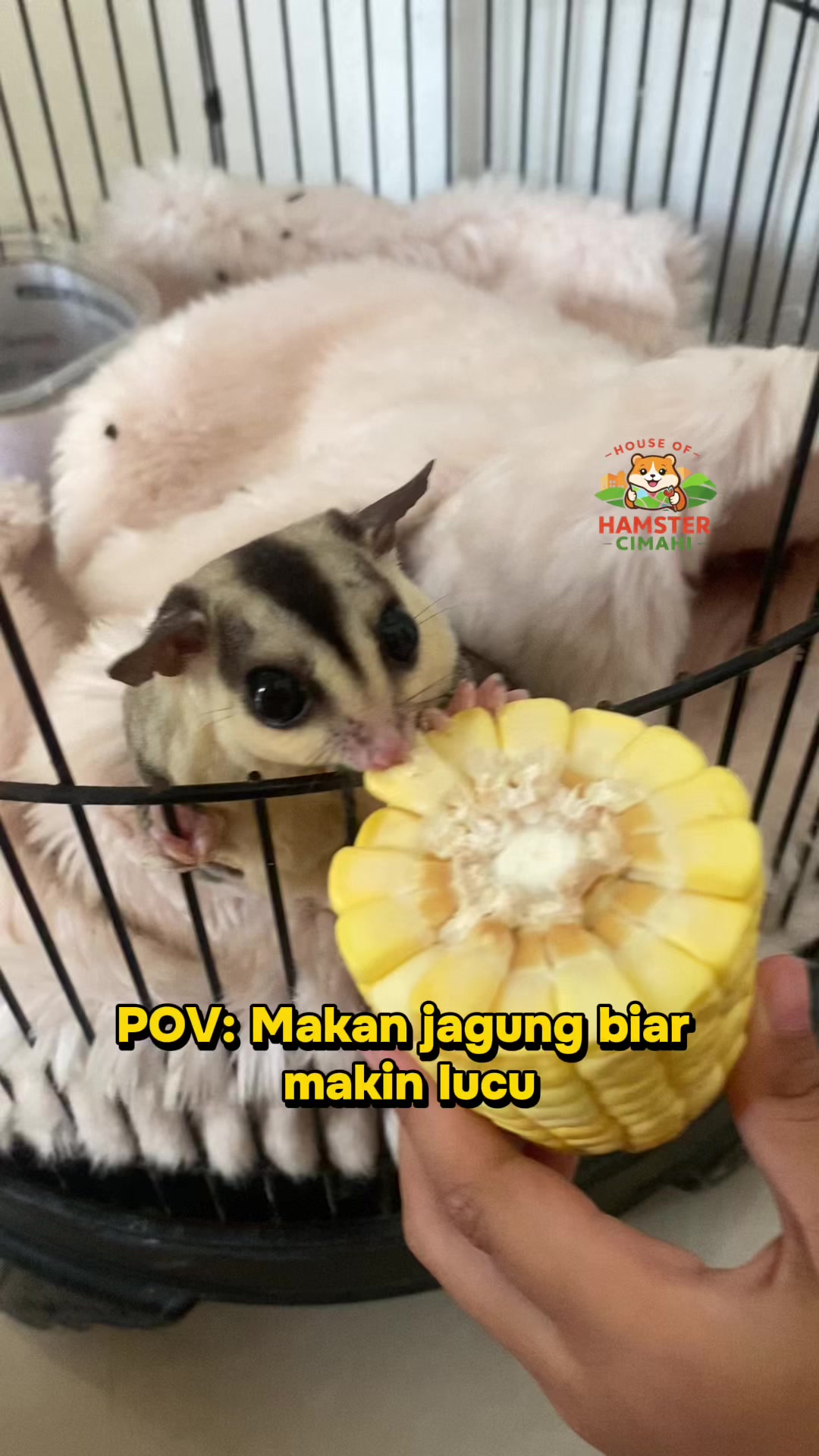 @House of Hamster Cimahi