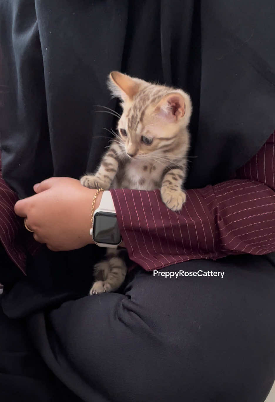 @PreppyRoseCattery