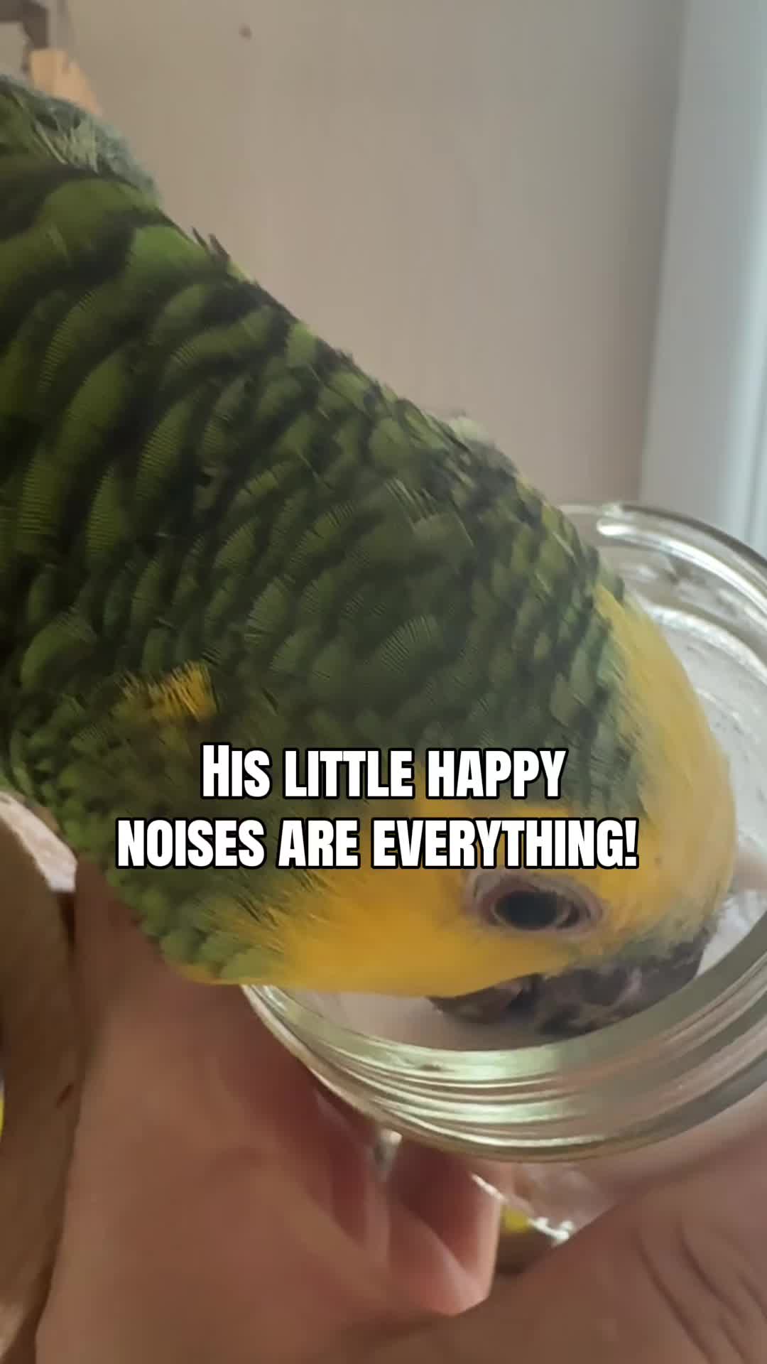 @imforthebirds