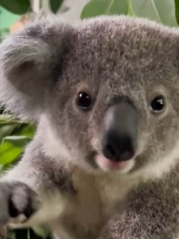 @Mundo dos Animais