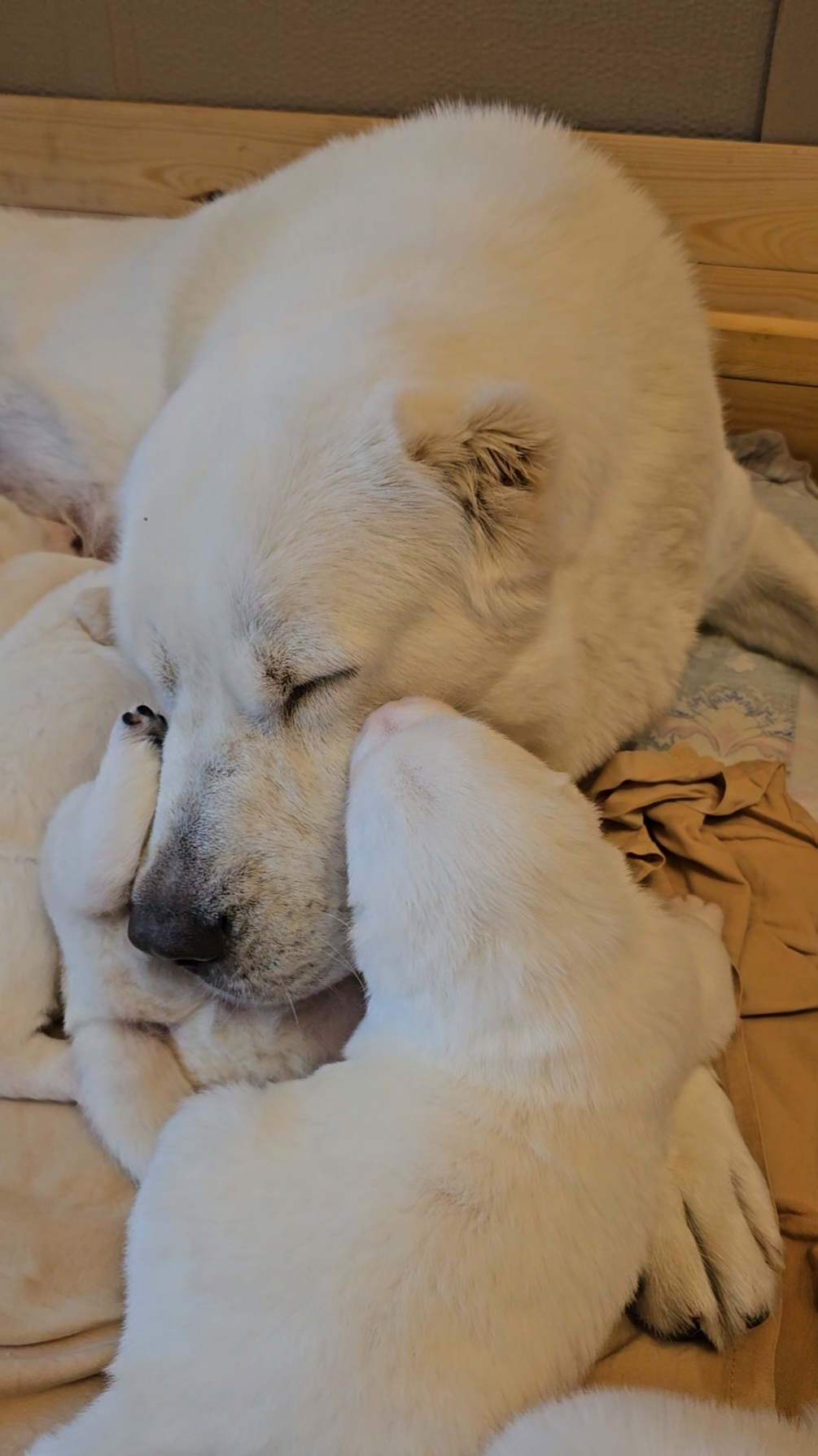 @ABELHAYATKENNEL