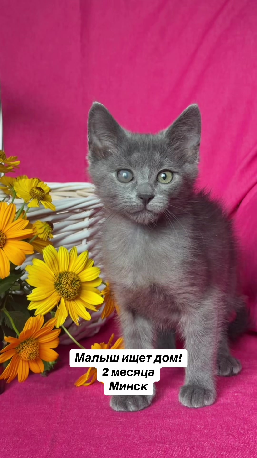 @Котята в дар!