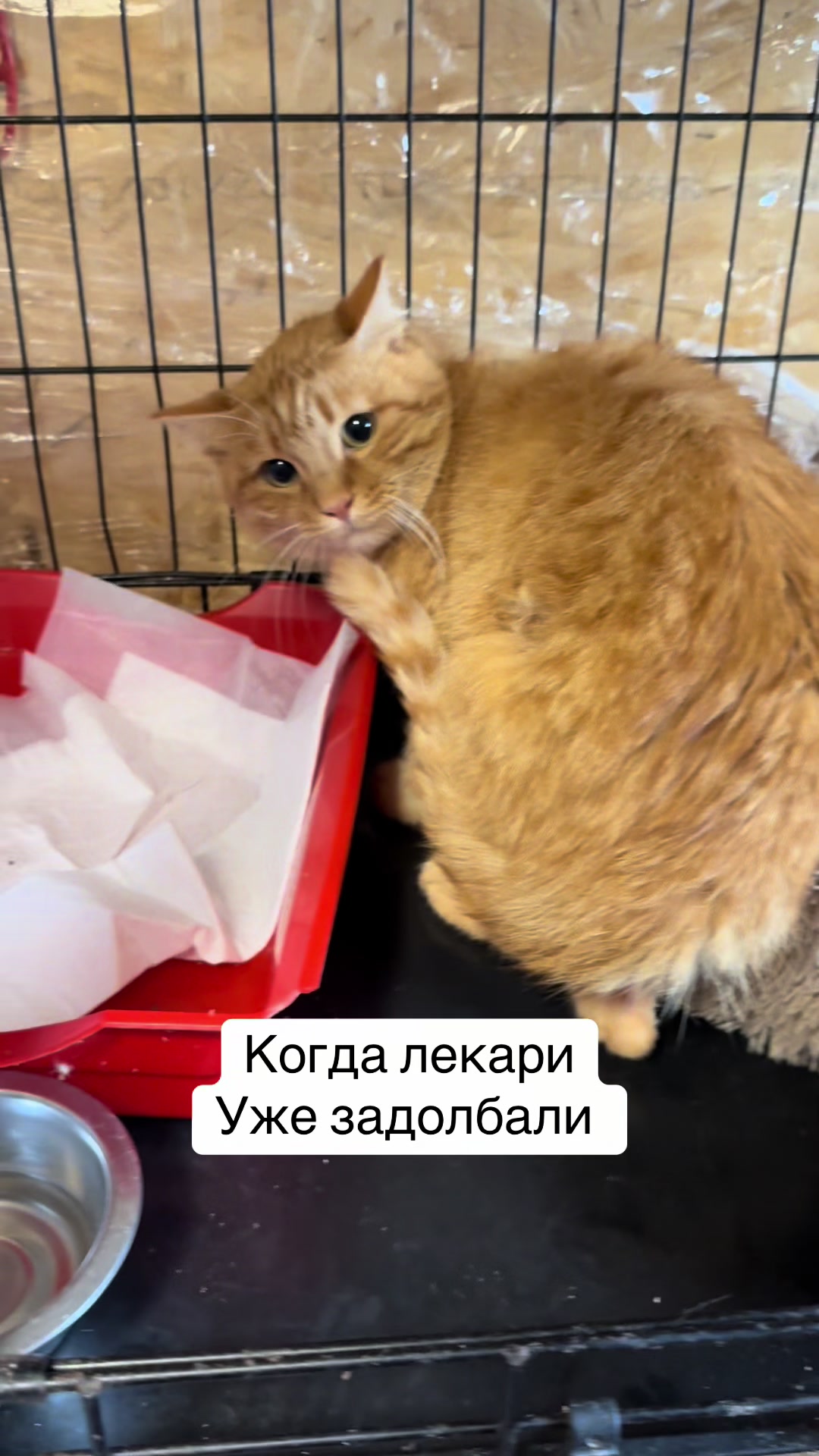 @Анна Алмазова
