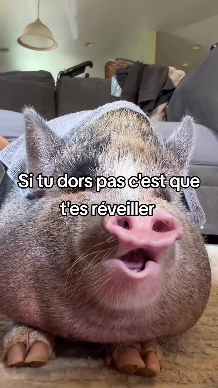 @FouRireAnimal