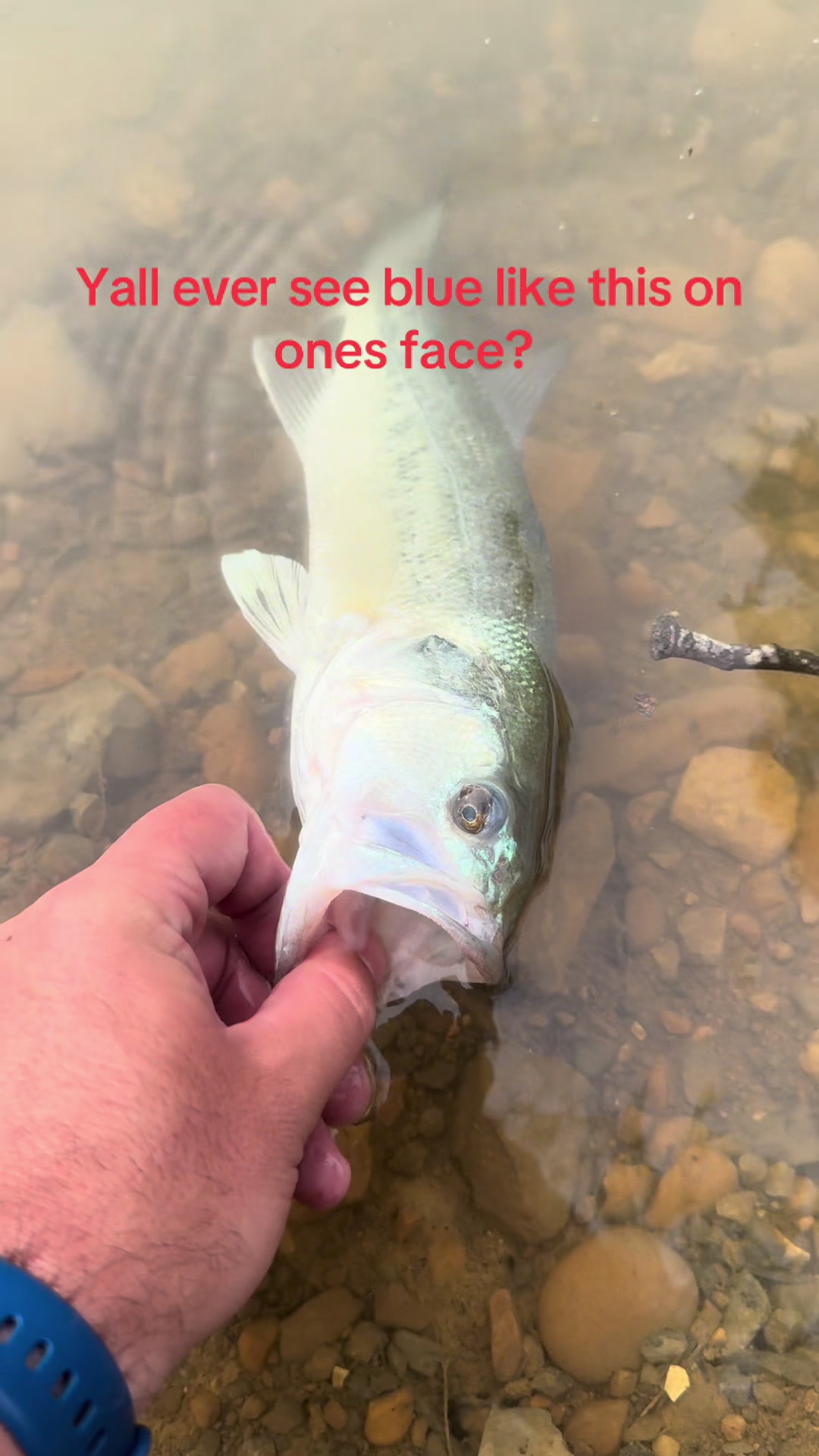 @River Born Baits