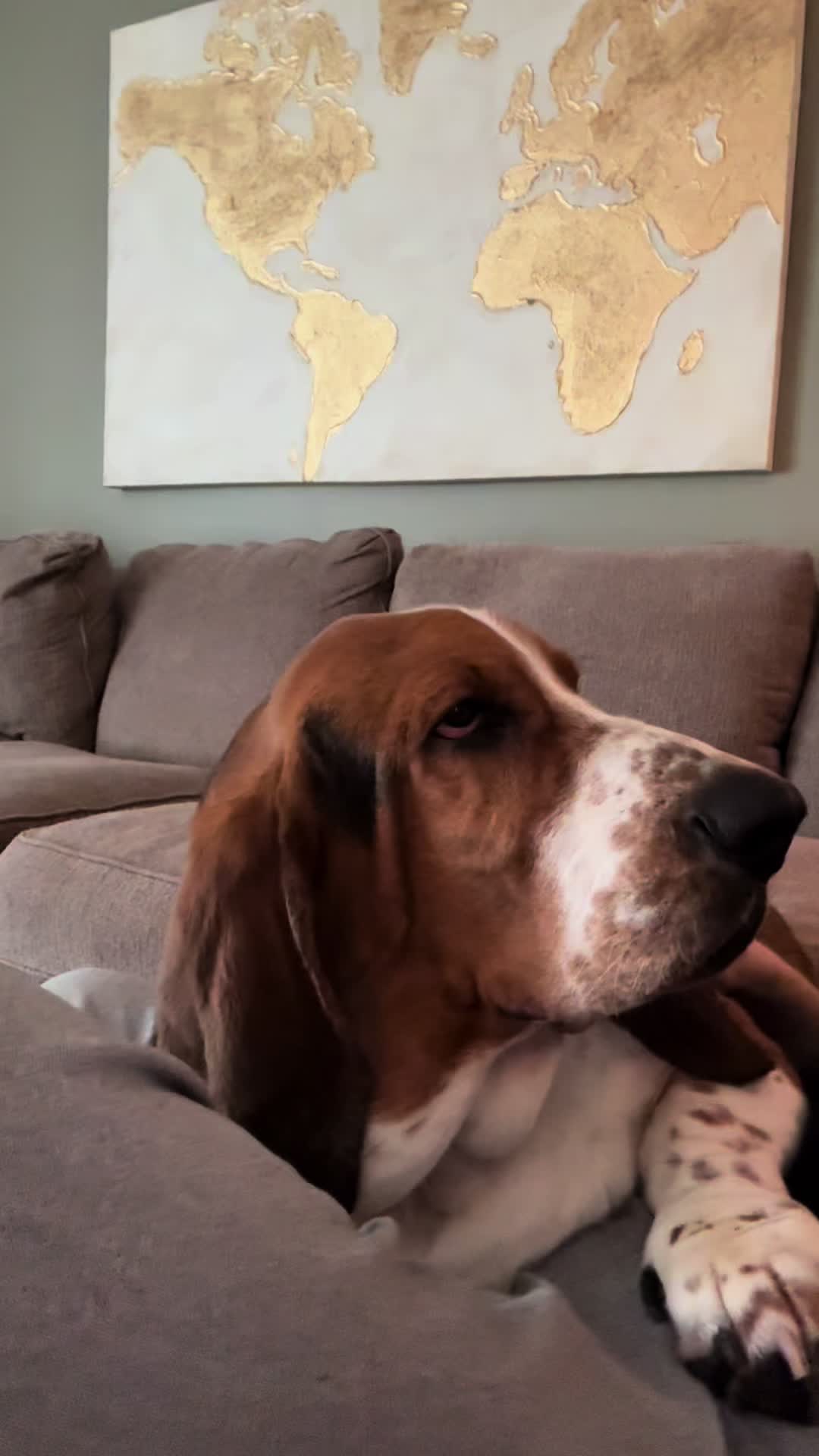 @Chuck Bass The Basset Hound